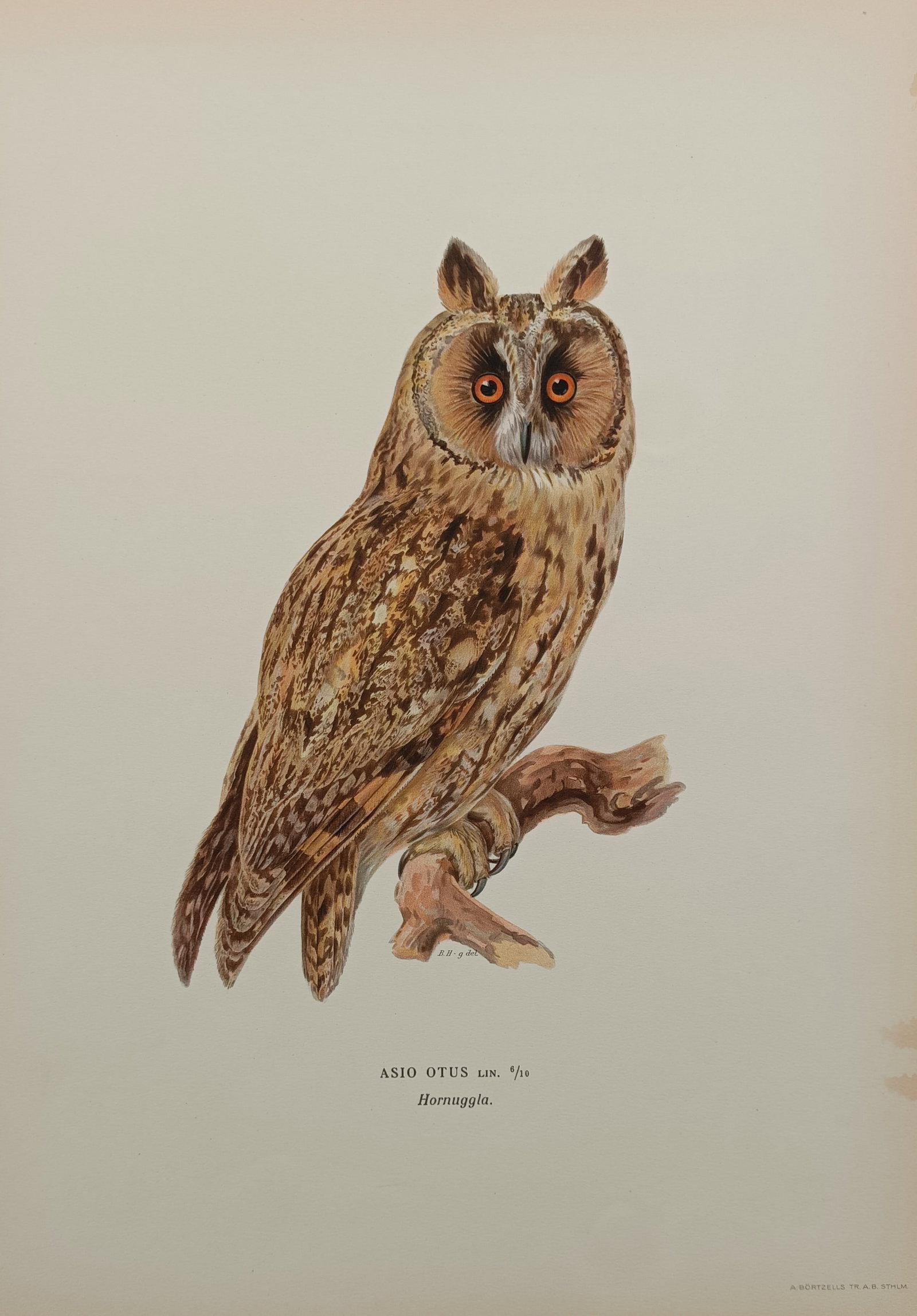 Magnus von Wright (1805–1867) – Long-eared Owl – Chromolithograph (1929) (1 of 2)