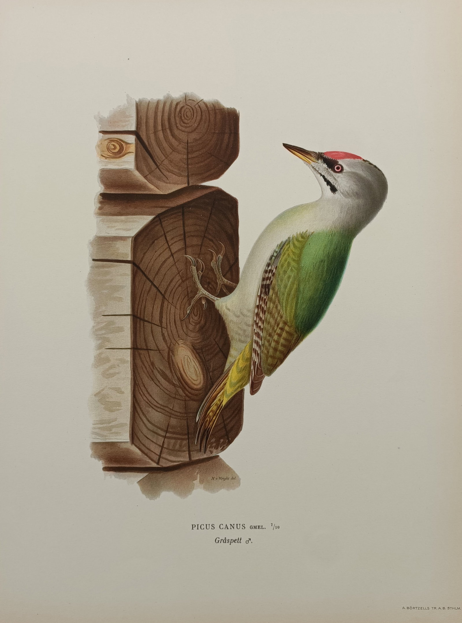 Magnus von Wright (1805–1867) – Grey-headed Woodpecker – Chromolithograph (1929) (1 of 2)