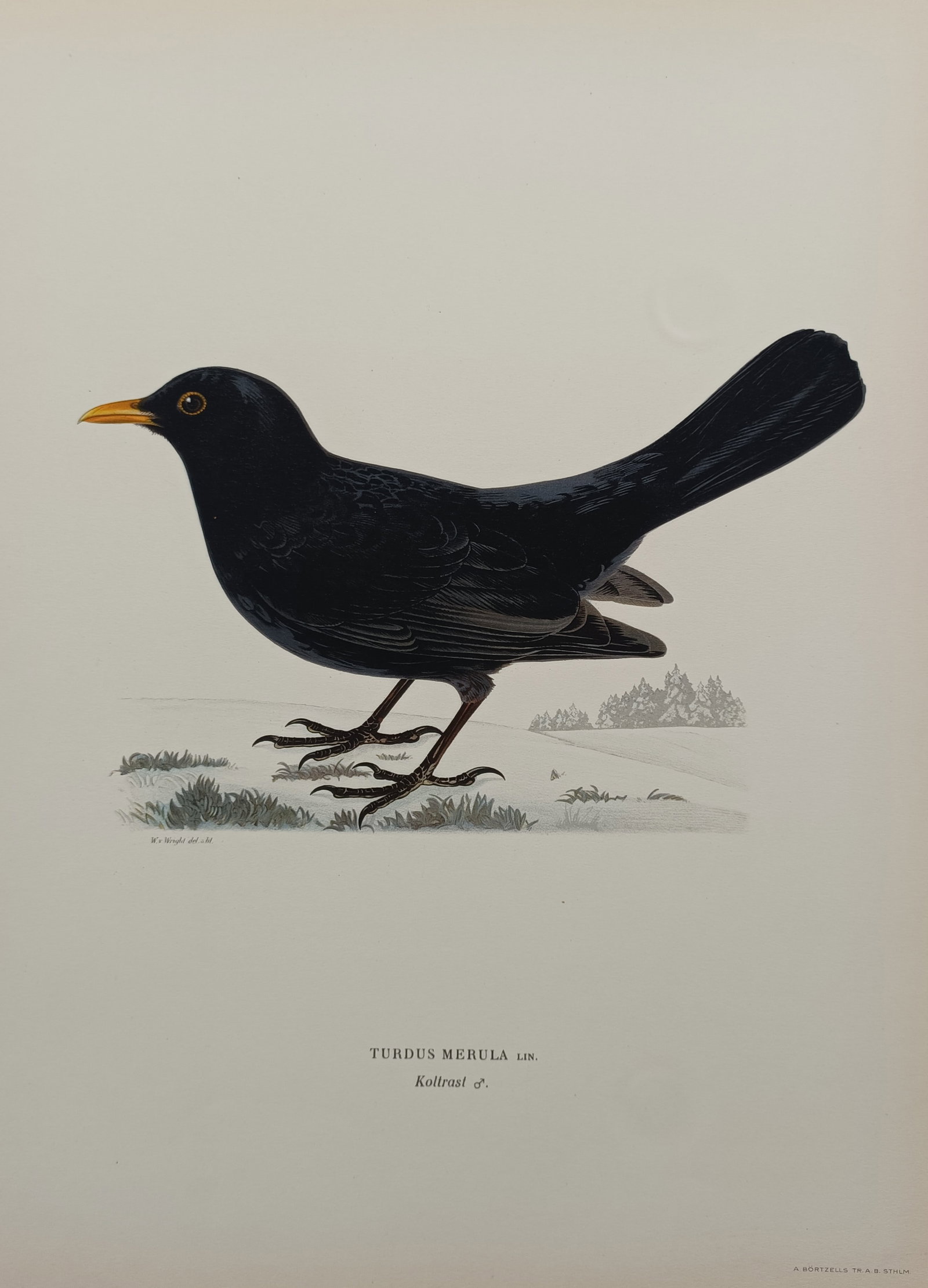 Magnus von Wright (1805–1867) – Common Blackbird – Chromolithograph (1929) (1 of 2)