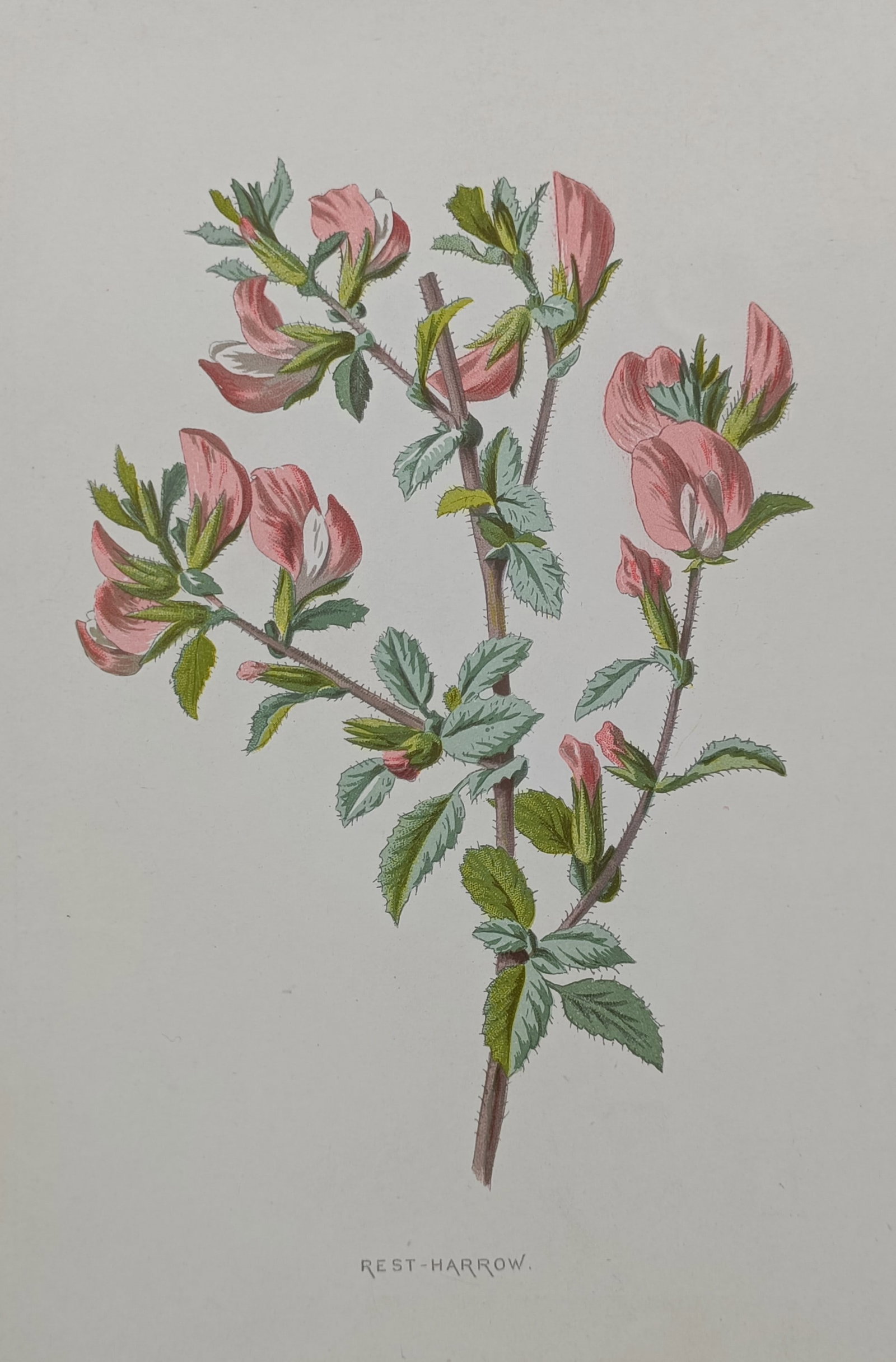 Frederick Edward Hulme (1841–1909) – Rest-harrow – Chromolithograph (1880) (1 of 2)