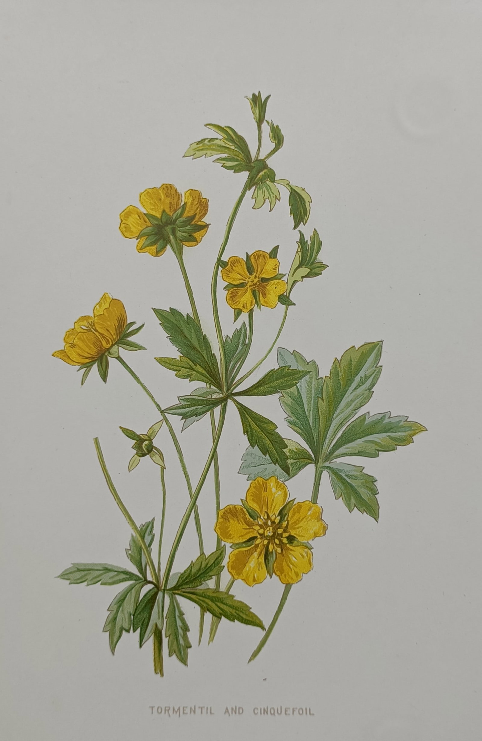Frederick Edward Hulme (1841–1909) – Tormentil and Cinquefoil – Chromolithograph (1880): "Tormentil and Cinquefoil" presents a detailed botanical study of blooming yellow wildflowers, showcasing slender branching stems adorned with deeply lobed, palmate green leaves and delicate five-peta