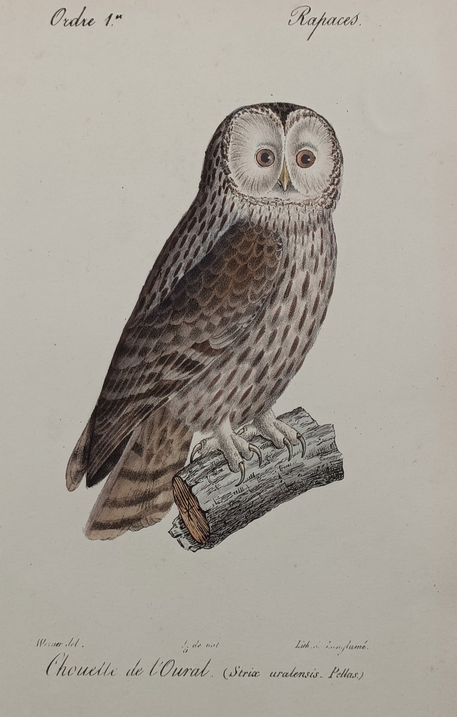 Jean-Charles Werner (1798–1856) – Ural Owl – Lithograph (1828) (1 of 2)