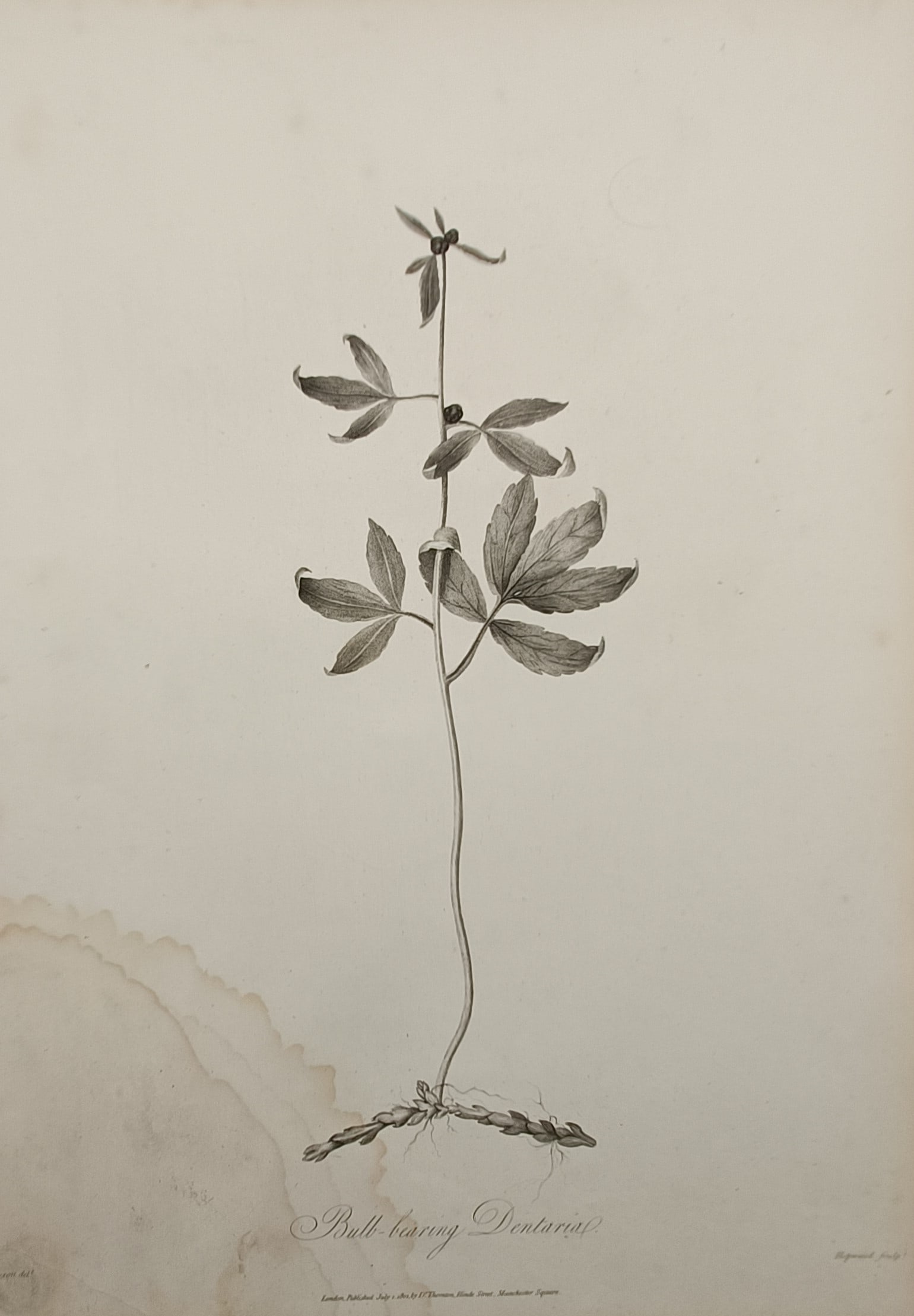 Robert John Thornton (1768–1837) – Bulb-bearing Dentaria – Engraving (1811) (1 of 2)