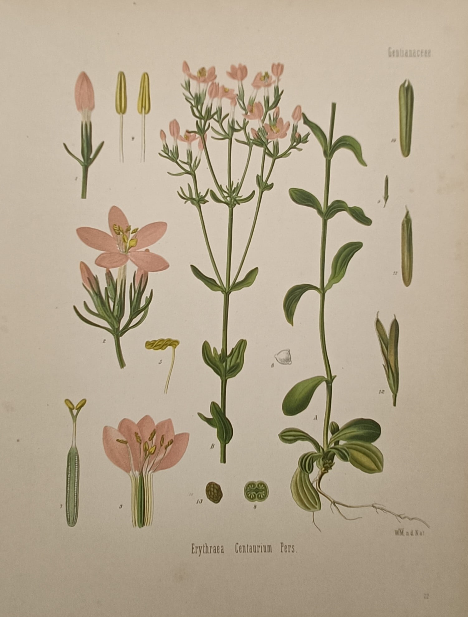 Hermann Adolph Köhler (1834–1879) – Common Centaury – Chromolithograph (1887) (1 of 2)