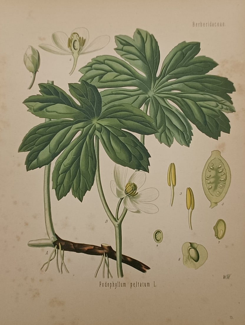 Hermann Adolph Köhler (1834–1879) – Mayapple – Chromolithograph (1887) (1 of 2)