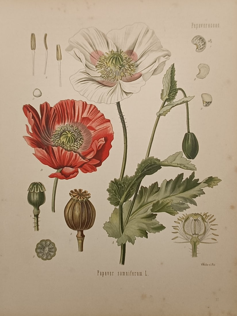 Hermann Adolph Köhler (1834–1879) – Opium Poppy – Chromolithograph (1887) (1 of 2)