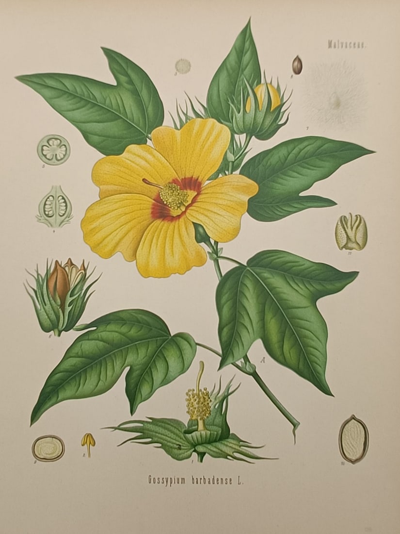 Hermann Adolph Köhler (1834–1879) – Sea Island Cotton – Chromolithograph (1887) (1 of 2)