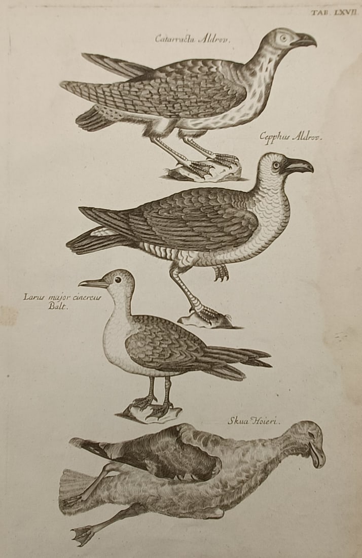Francis Willughby (1635–1672) – Various Seabirds and Skuas – Engraving (1678): "Catarracta Aldrov." presents a detailed ornithological study of four distinct seabirds stacked vertically, illustrating different species of skuas and gulls with realistic feather textures, webbed fe