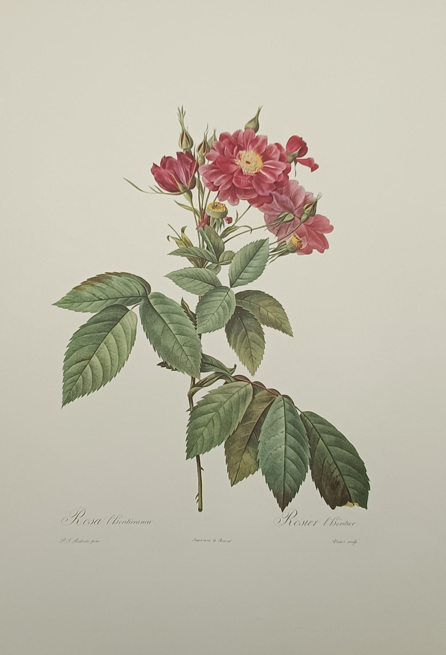 Pierre-Joseph Redouté (1759–1840), after – L'Héritier Rose – Offset print (20th Century) (1 of 2)