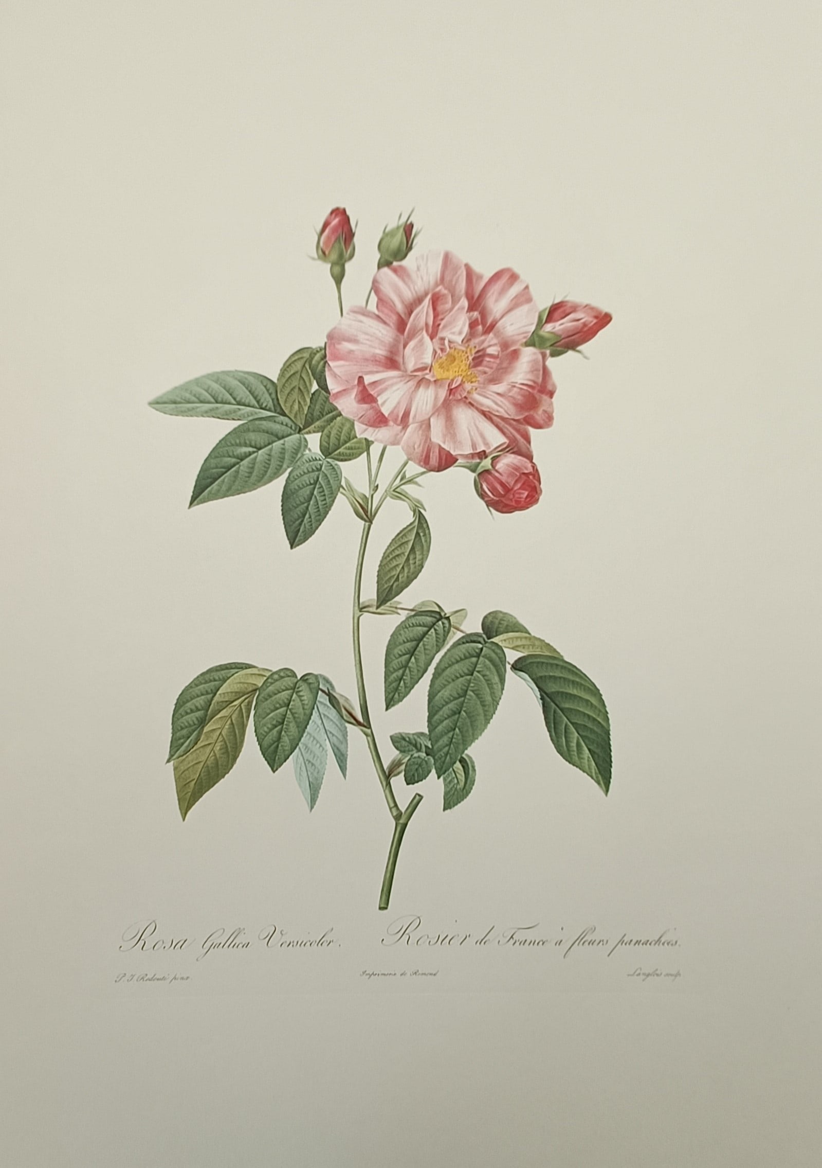 Pierre-Joseph Redouté (1759–1840), after – Variegated French Rose – Offset print (20th: "Rosa Gallica Versicolor" presents a botanical study of a flowering rose plant, showcasing a slender green stem with structured leaflets and a fully bloomed pale pink blossom with distinct darker pink