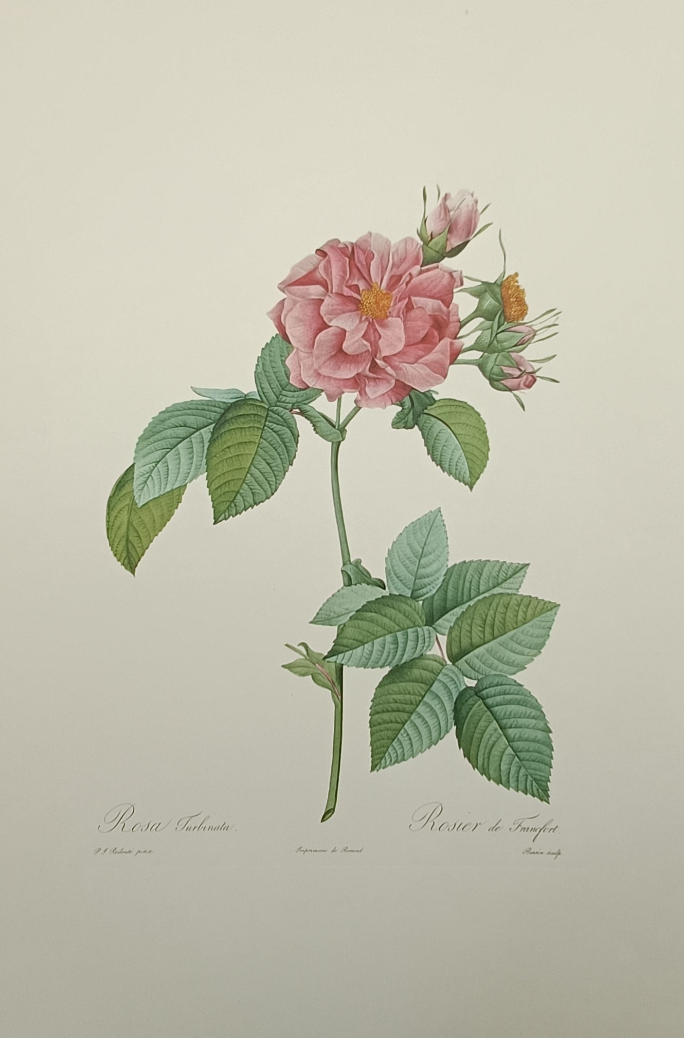 Pierre-Joseph Redouté (1759–1840), after – Frankfurt Rose – Offset print (20th Century) (1 of 2)