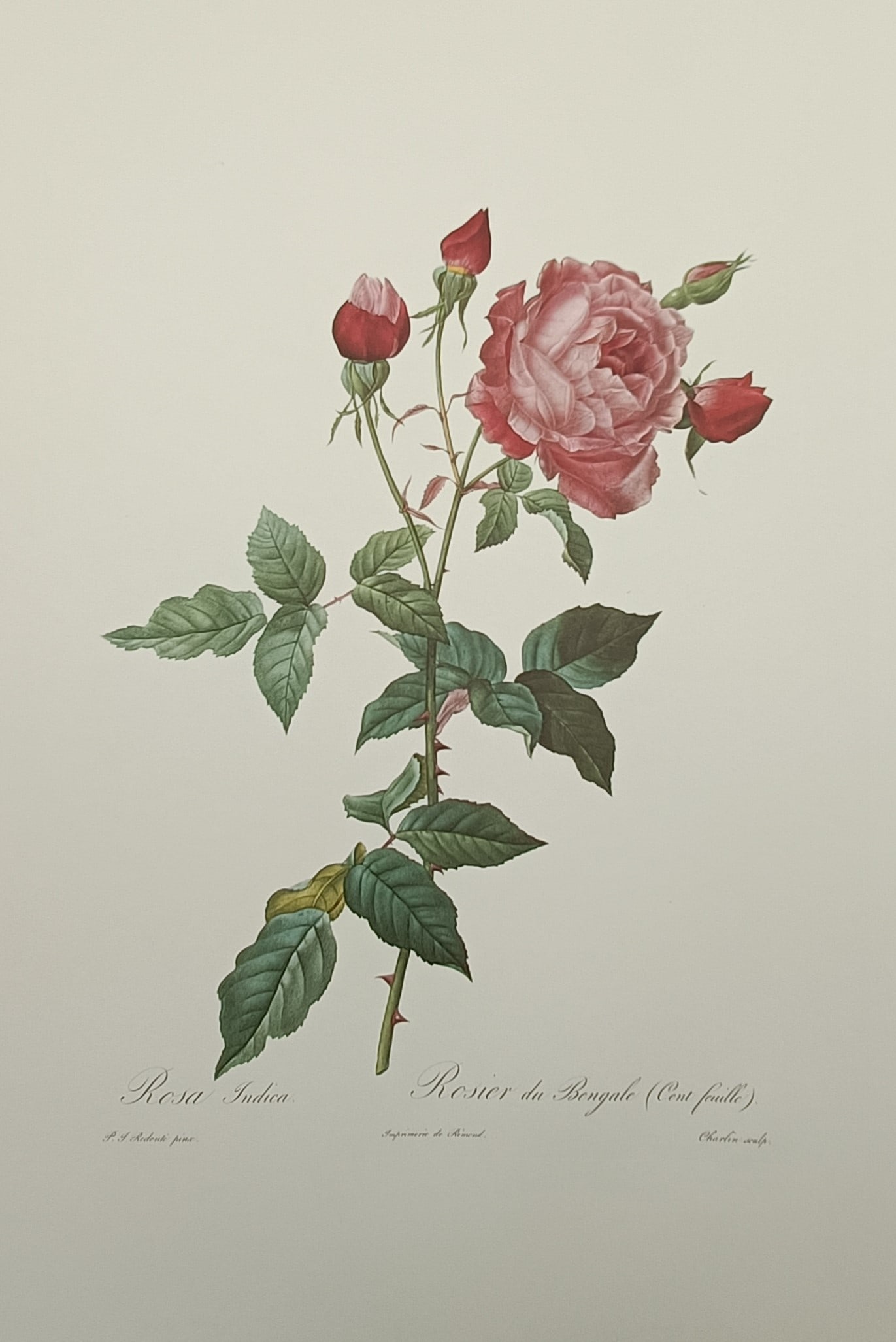 Pierre-Joseph Redouté (1759–1840), after – Bengal Rose – Offset print (20th Century) (1 of 2)