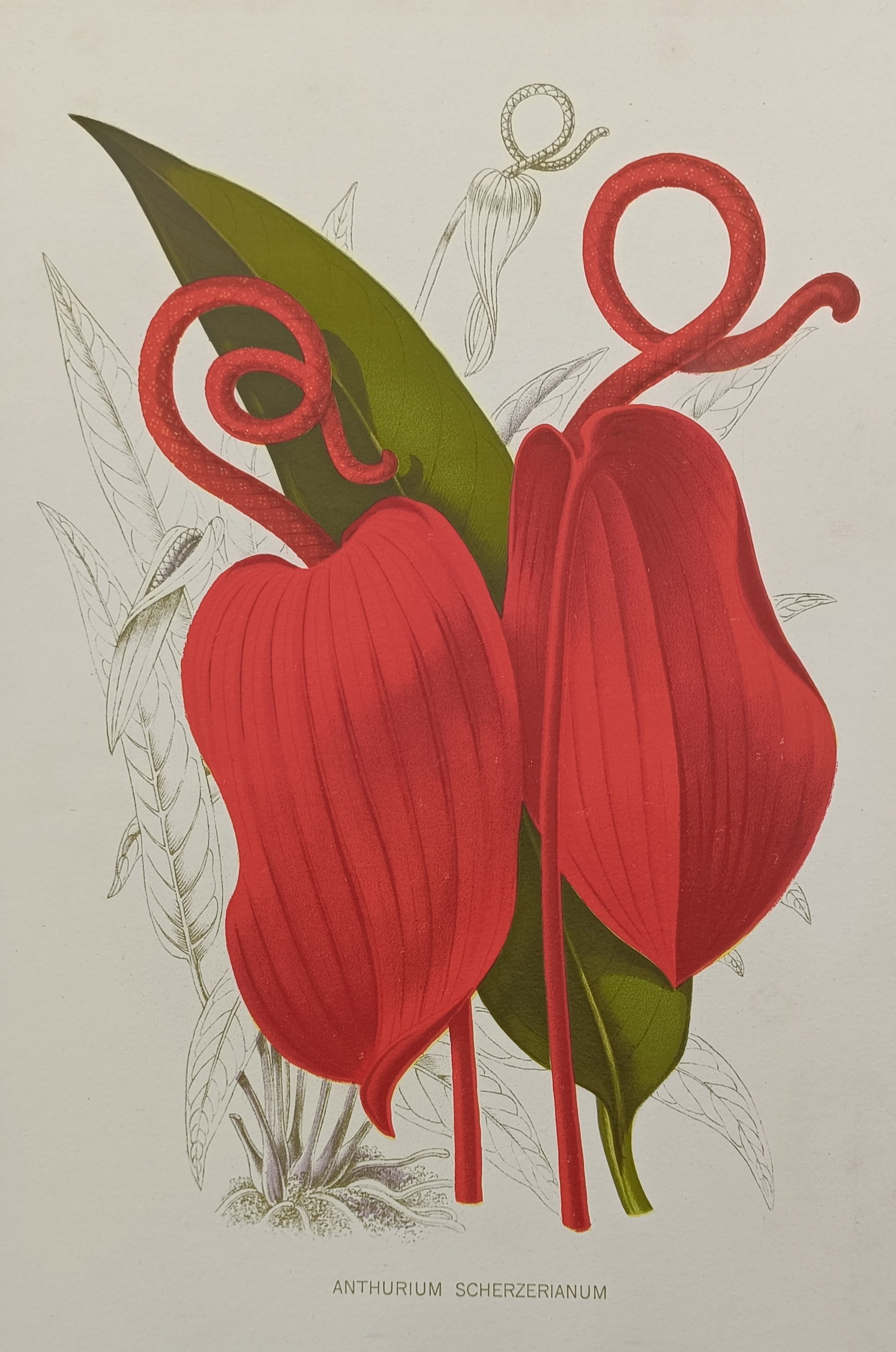 John Wright (active 19th Century) – Flamingo Flower – Chromolithograph (1897): "Anthurium Scherzerianum" presents a detailed botanical study of the flamingo flower, showcasing its vibrant red heart-shaped spathes and distinctively coiled, spiral spadixes arising from slender upr