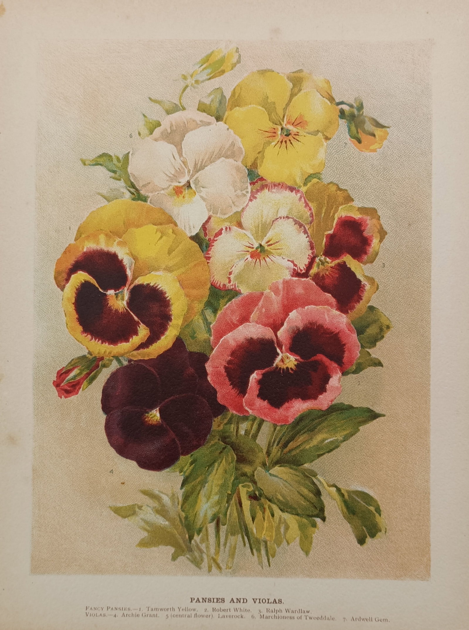 John Wright (active 19th Century) – Pansies and Violas – Chromolithograph (1897): "Pansies and Violas" presents a detailed botanical arrangement of various blooming pansy and viola flowers, showcasing a dense cluster of multi-colored petals in shades of yellow, purple, white, and d