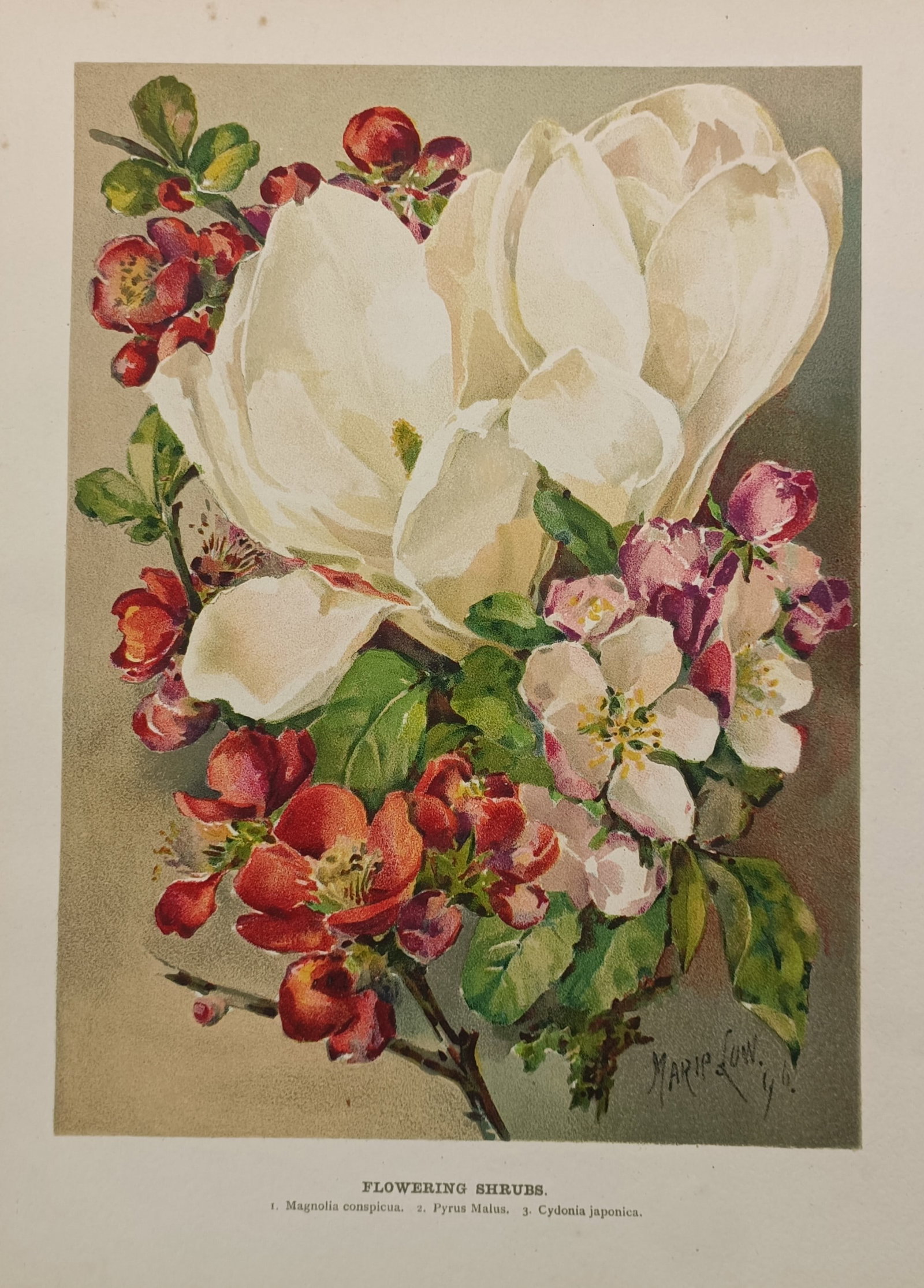 John Wright (active 19th Century) – Flowering Shrubs – Chromolithograph (1897): "Flowering Shrubs" presents a detailed botanical arrangement of various blooming woody plants, featuring large white magnolia blossoms dominant in the composition, enveloped by clusters of red Japanes