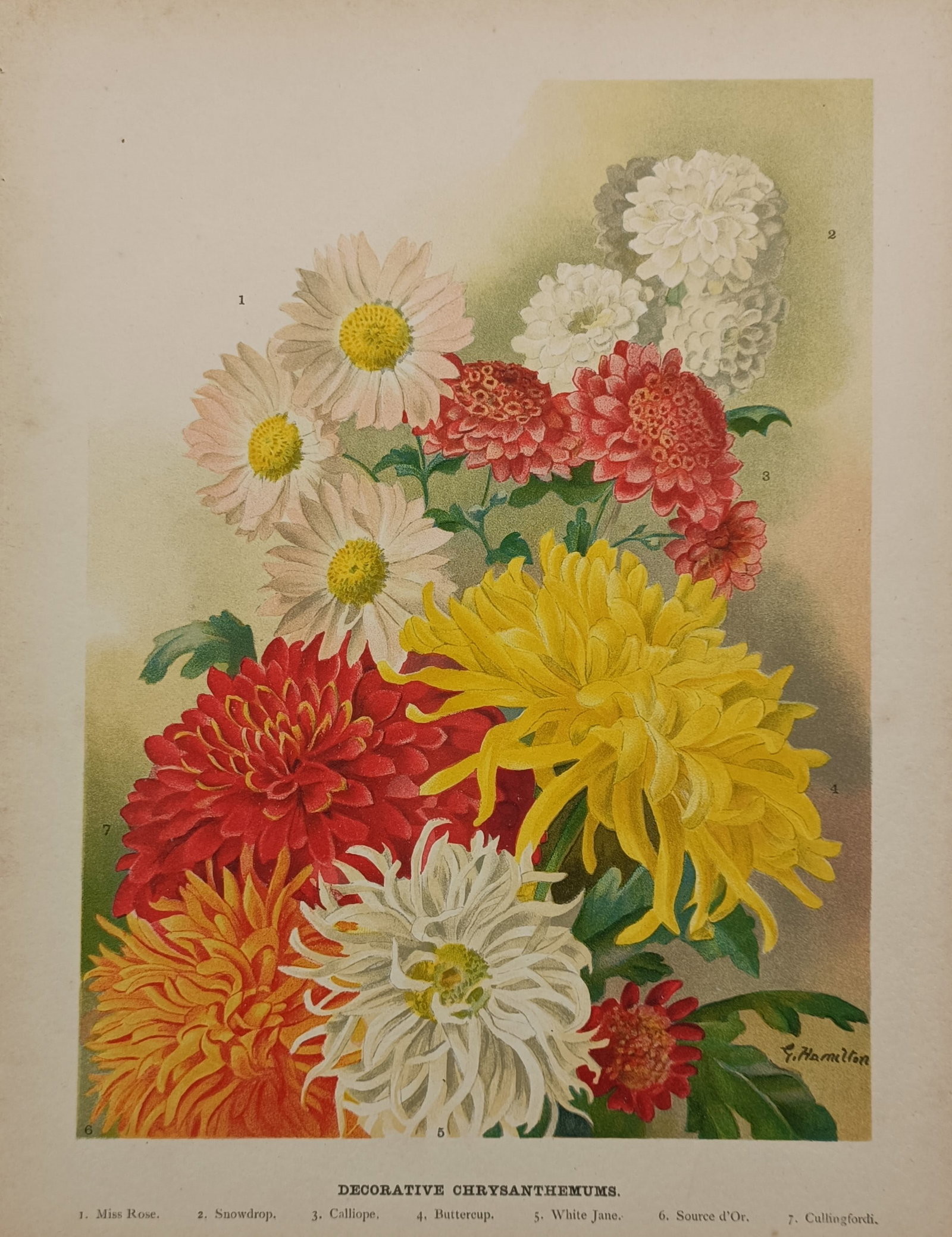 John Wright (active 19th Century) – Decorative Chrysanthemums – Chromolithograph (1897): "Decorative Chrysanthemums" presents a detailed botanical arrangement showcasing a vibrant cluster of diverse chrysanthemum varieties blooming in a dense group, featuring large shaggy yellow, red, ora