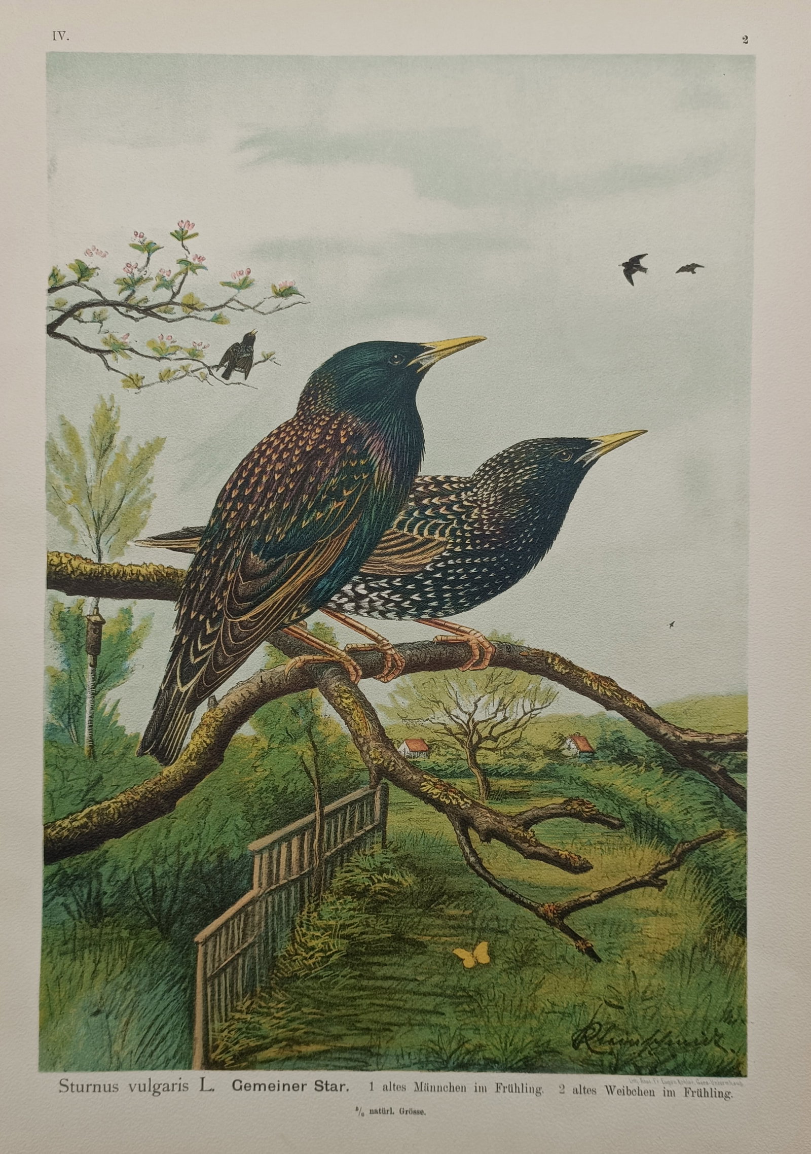 Johann Friedrich Naumann – Common Starling in Spring – Chromolithograph (1905) (1 of 2)