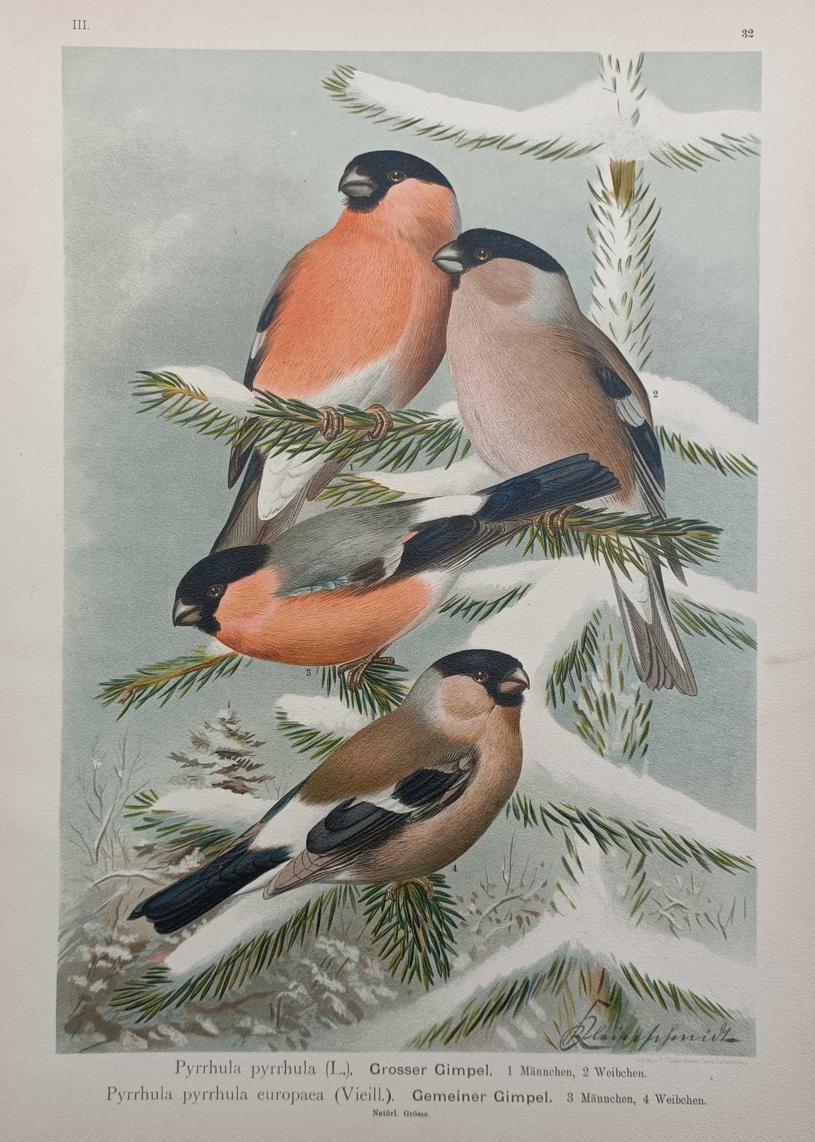 Johann Friedrich Naumann – Eurasian Bullfinch in Winter – Chromolithograph (1905) (1 of 2)