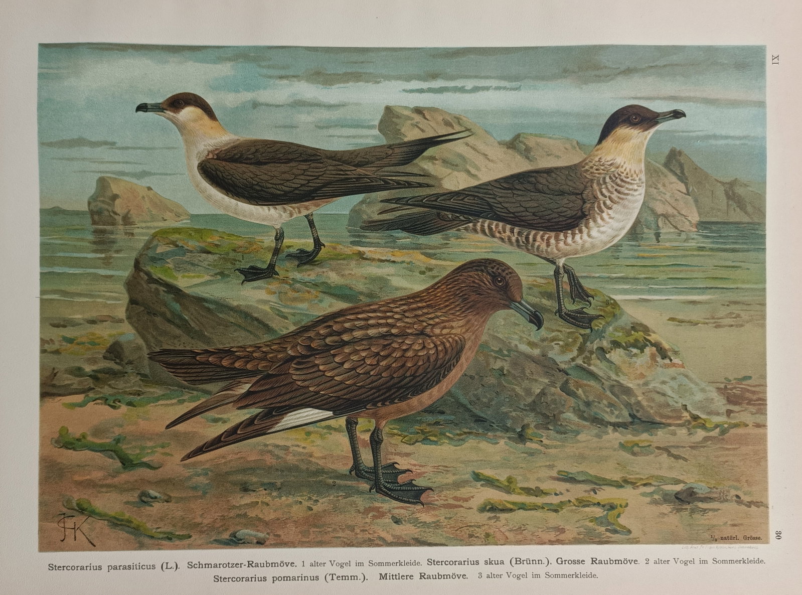Johann Friedrich Naumann – Parasitic Jaeger and Skuas – Chromolithograph (1905) (1 of 2)