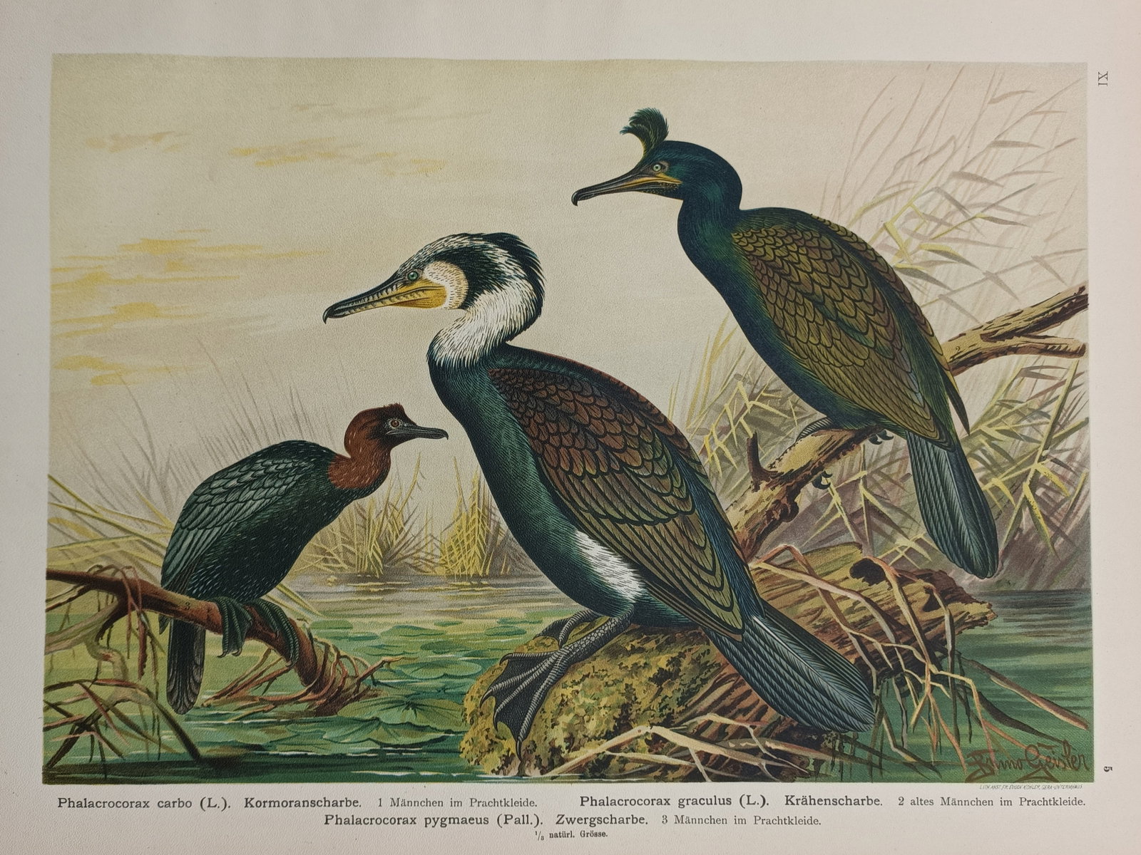 Johann Friedrich Naumann – Great Cormorant, European Shag, and Pygmy Cormorant: "Phalacrocorax carbo L. Kormoranscharbe" presents a detailed ornithological study depicting three distinct species of water birds from the cormorant family perched together in a wetland environment, s