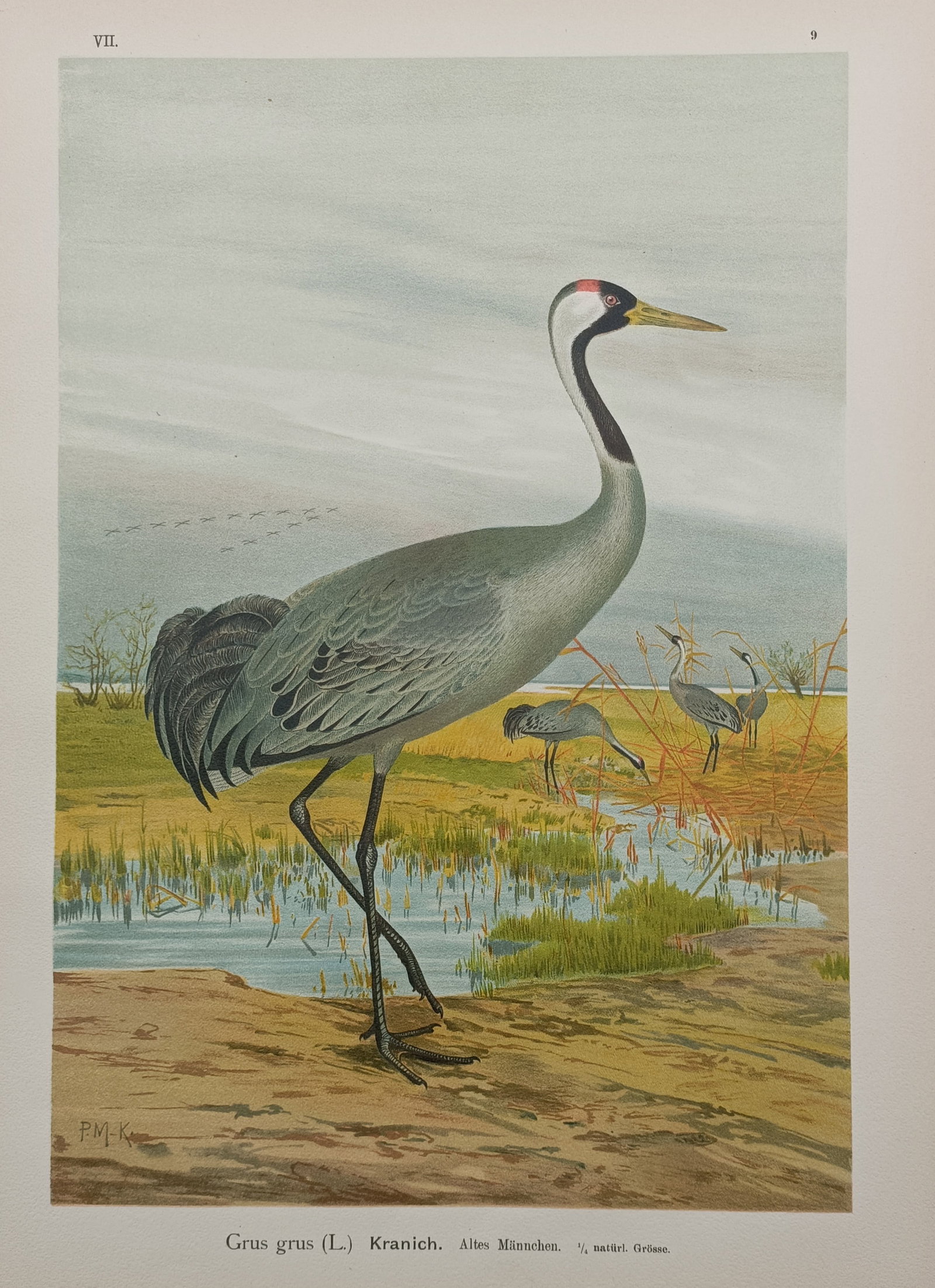 Johann Friedrich Naumann – Eurasian Crane – Chromolithograph (1905): "Grus grus L. Kranich" presents a detailed ornithological study depicting a large Eurasian crane showing its characteristic slate-grey plumage, long black legs, and distinct white stripe down its neck