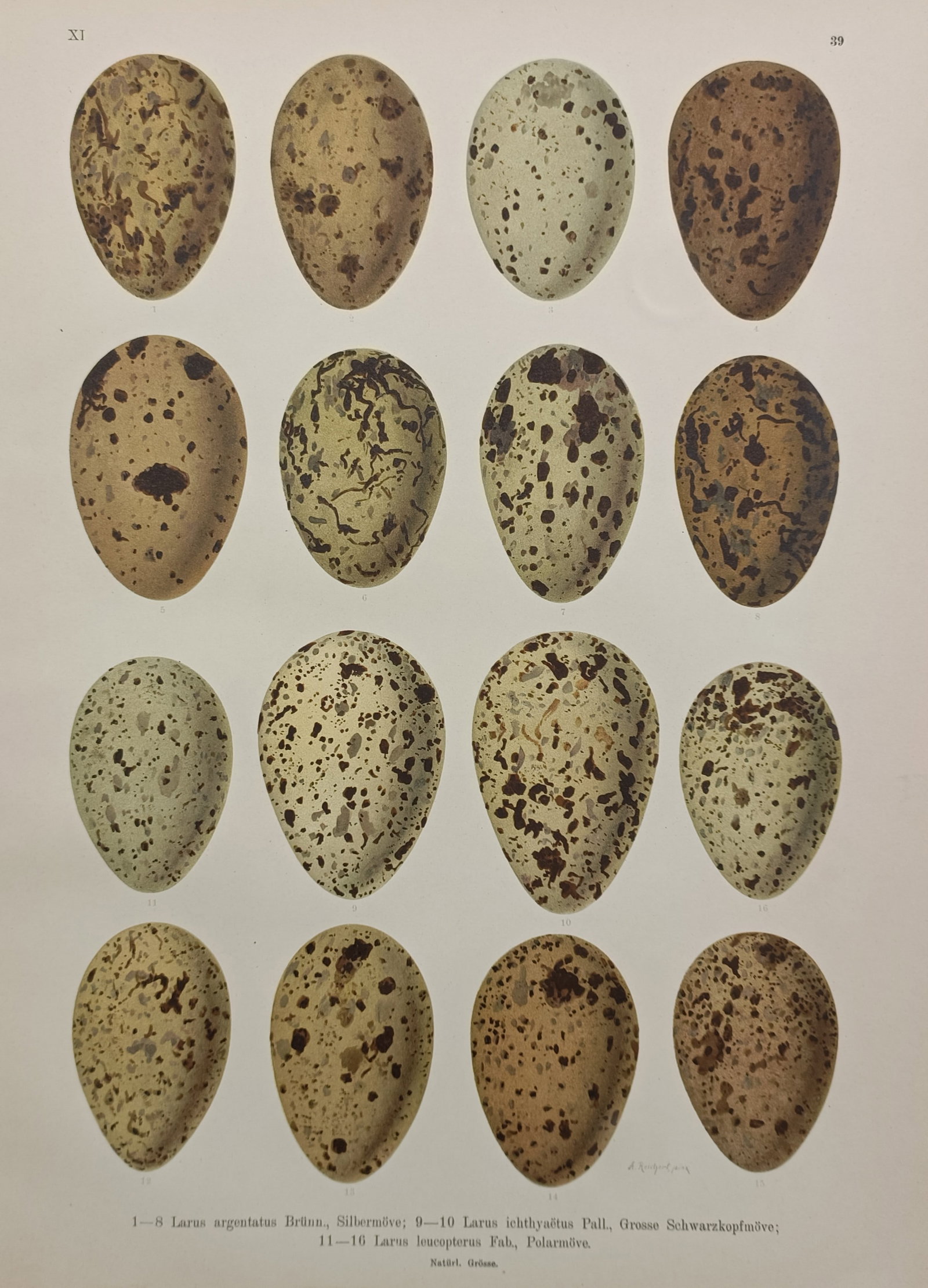 Johann Friedrich Naumann – Eggs of Seagull Species – Chromolithograph (1905): "Larus argentatus Brünn. Silbermöve" presents a detailed oological study showcasing sixteen bird eggs from various gull species arranged in rows, capturing a diverse range of natural colorations inc