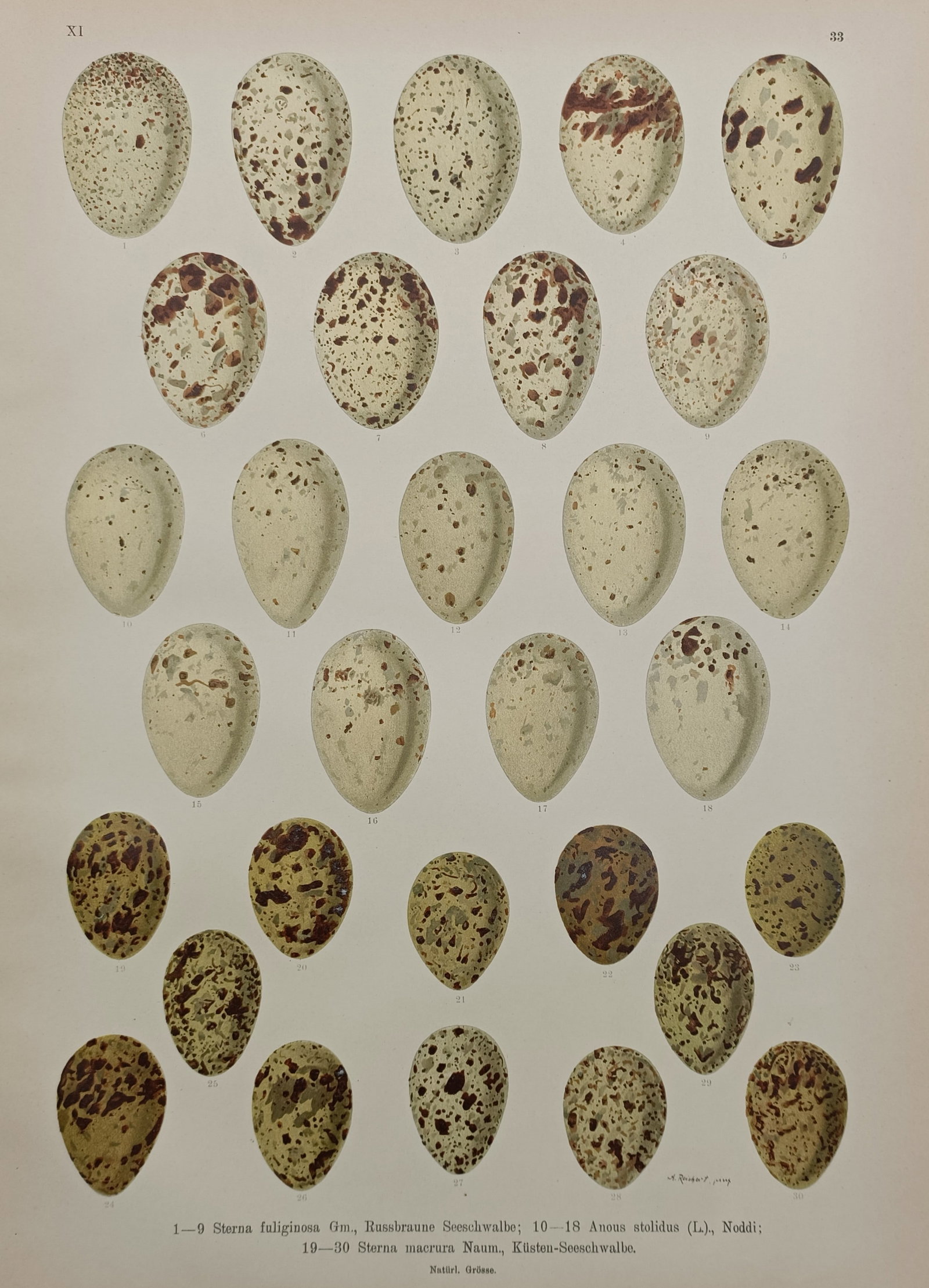 Johann Friedrich Naumann – Eggs of Tern and Noddy Species – Chromolithograph (1905) (1 of 2)