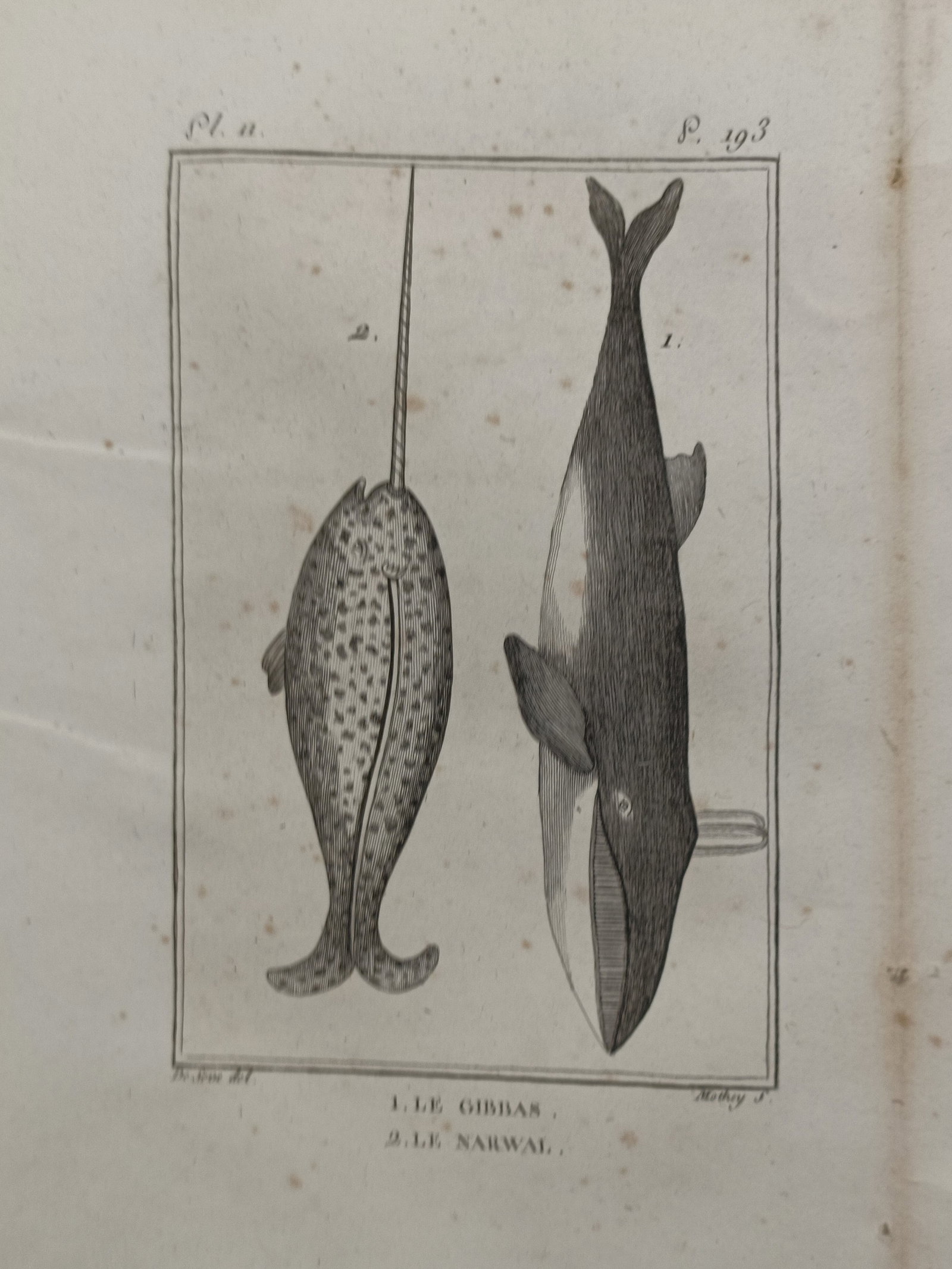 Georges-Louis Leclerc, Comte de Buffon – Humpback Whale and Narwhal – France – Engraving (1 of 2)
