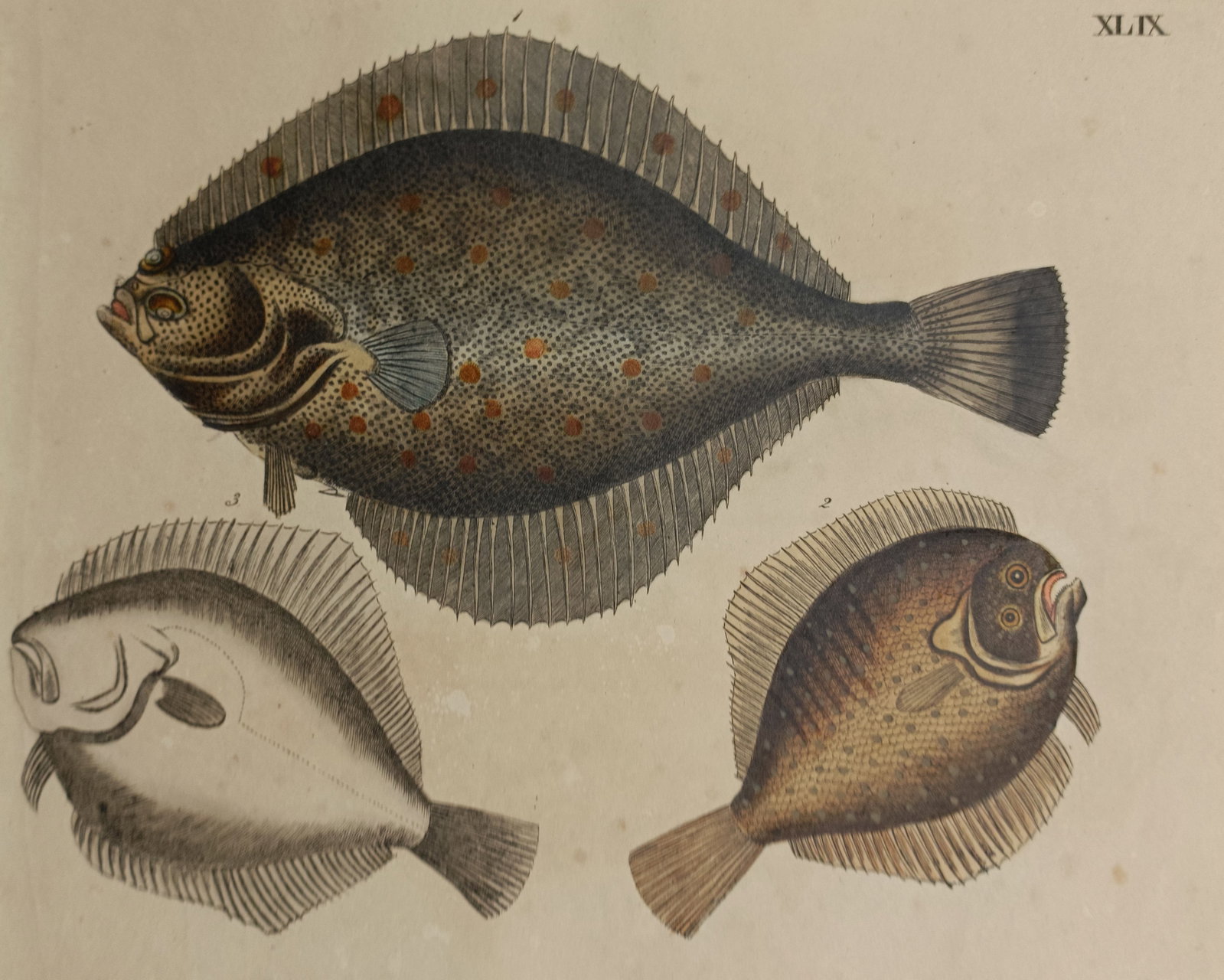 Friedrich Johann Justin Bertuch – Study of Flatfish Species – Germany – Hand-coloured (1 of 2)