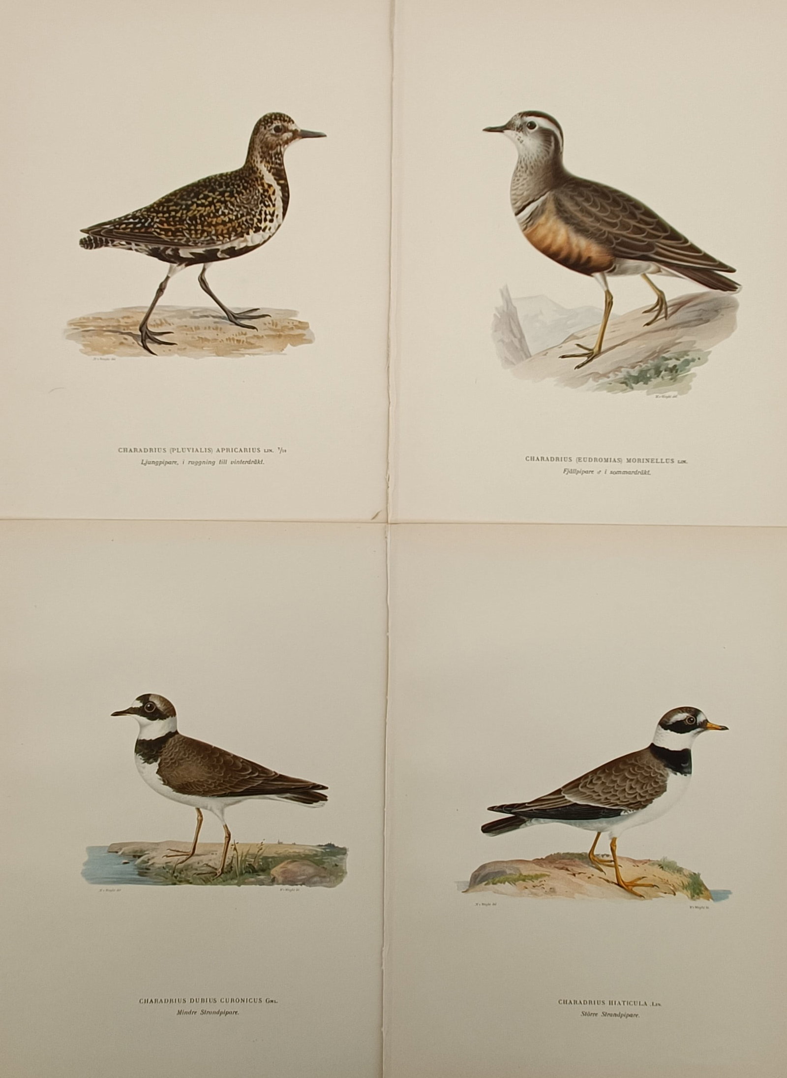 Magnus von Wright – Set of 4: Studies of Plover and Dotterel Species – Sweden – Lithograph (1 of 2)