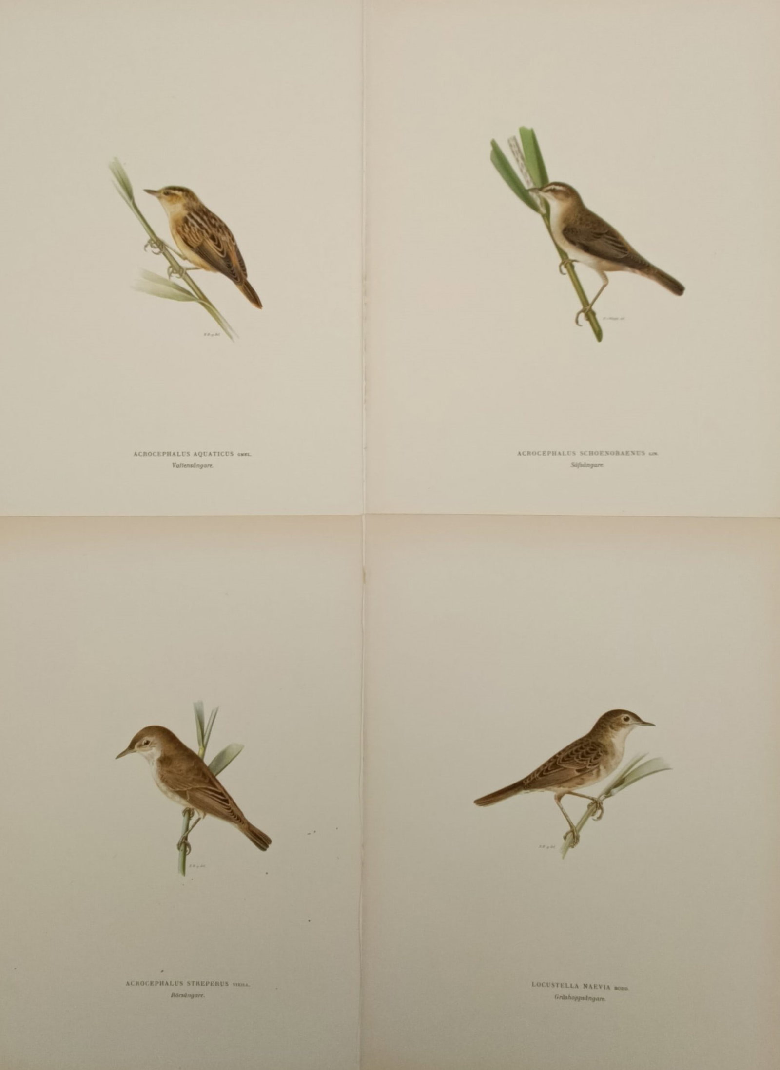 Magnus von Wright – Set of 4: Studies of Warbler Species – Sweden – Lithograph (1926) (1 of 2)