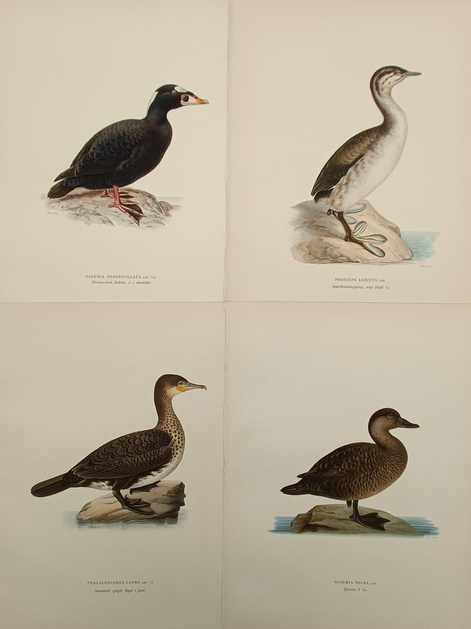 Magnus von Wright – Set of 4: Studies of Waterfowl and Seabird Species – Sweden – Lithograph (1 of 2)
