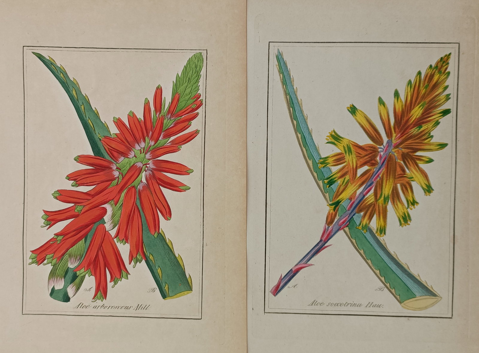 Friedrich Gottlob Hayne – Set of 2: Studies of Aloe Species – Germany – Hand-coloured (1 of 2)