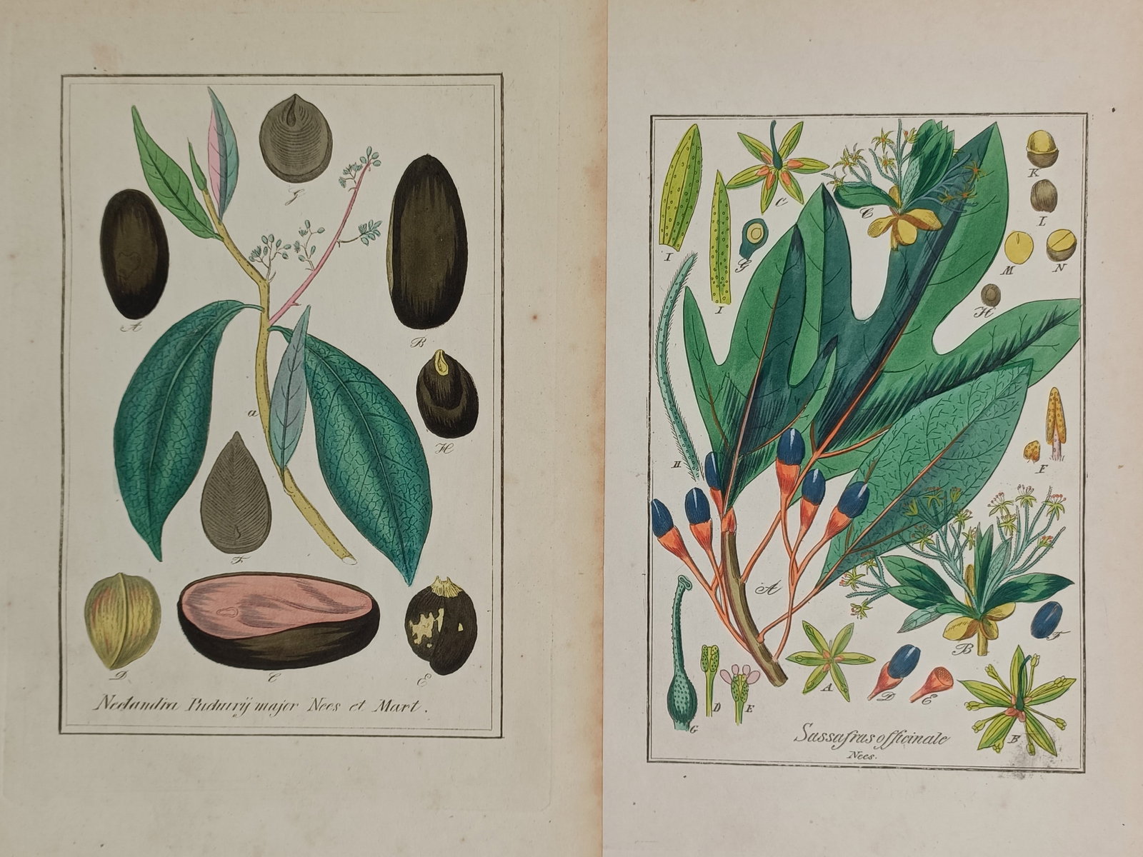 Friedrich Gottlob Hayne – Set of 2: Studies of Nectandra and Sassafras Species – Germany: "Nectandra Pichurim Major Nees Et Mart, Sassafras Officinale Nees" presents a set of two early nineteenth-century botanical studies showcasing different aromatic trees belonging to the laurel family. 