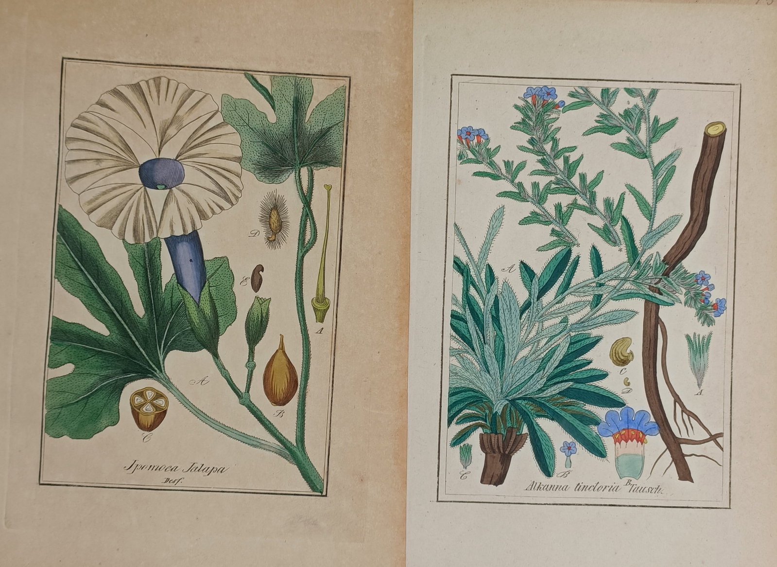 Friedrich Gottlob Hayne – Set of 2: Studies of Ipomoea and Alkanna Species – Germany (1 of 2)