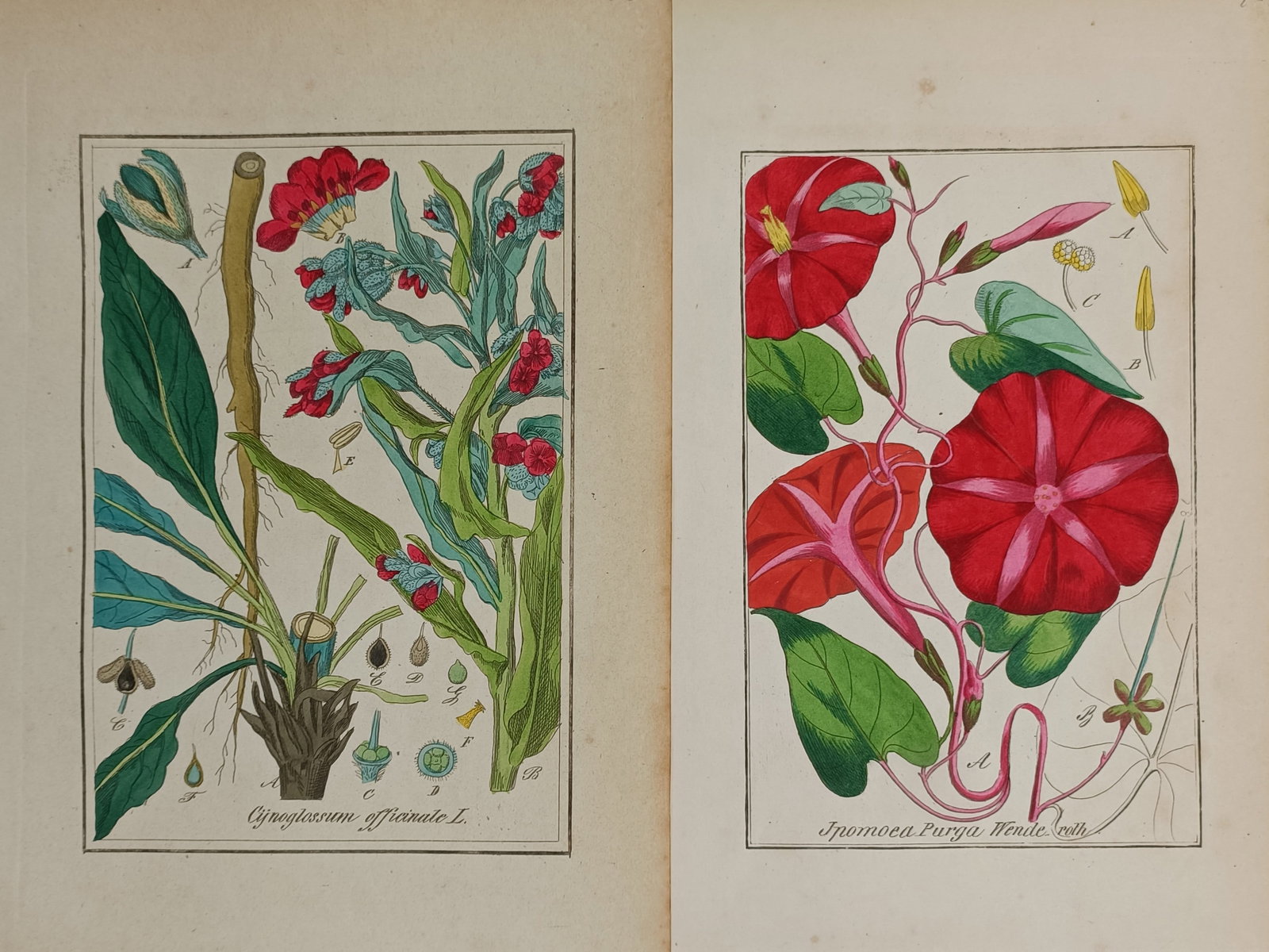 Friedrich Gottlob Hayne – Set of 2: Studies of Cynoglossum and Ipomoea Species – Germany (1 of 2)
