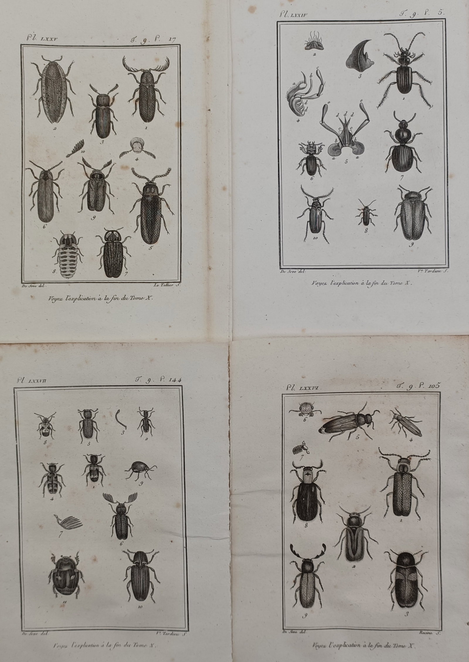 Georges-Louis Leclerc, Comte de Buffon – Set of 4: Studies of Beetle Species from Natural History (1 of 2)