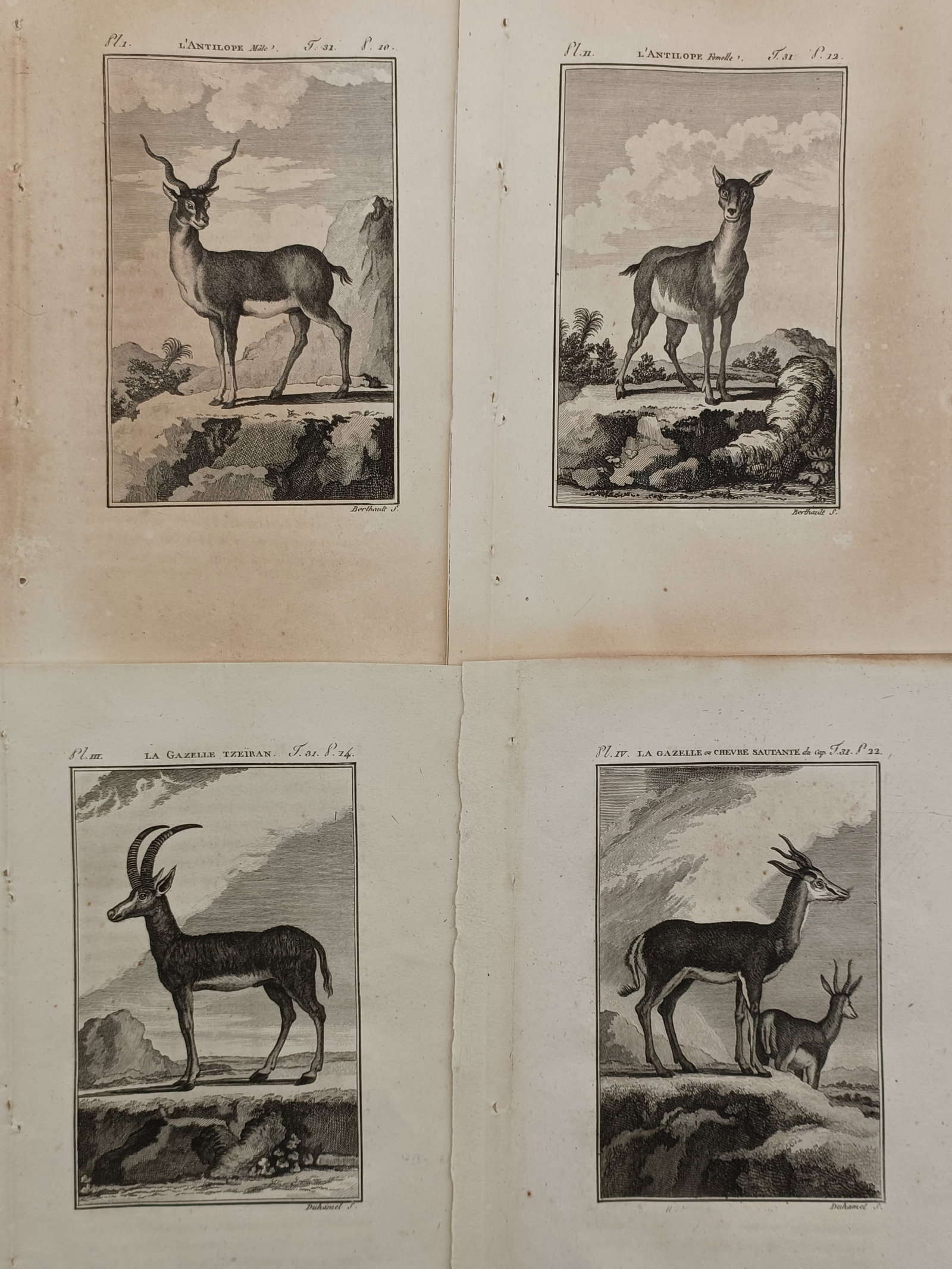 Georges-Louis Leclerc, Comte de Buffon – Set of 4: Studies of Antelope and Gazelle Species (1 of 2)