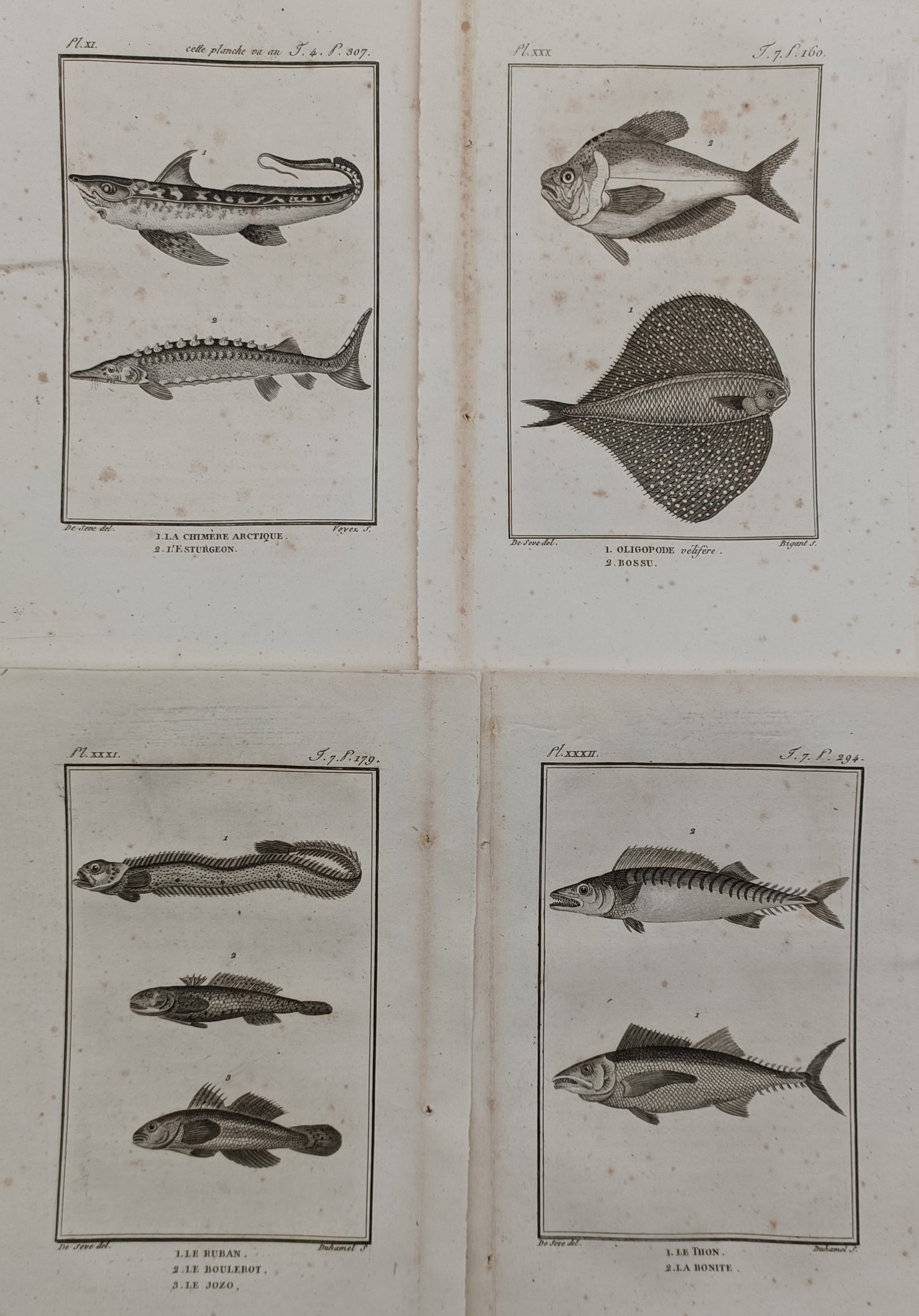 Georges-Louis Leclerc, Comte de Buffon – Set of 4: Studies of Fish Species – France –: "La Chimere Arctique, L'Oliogopode, Le Ruban, Le Thon" presents a set of four eighteenth-century natural history studies showcasing various marine fish species. The collection includes detailed plates
