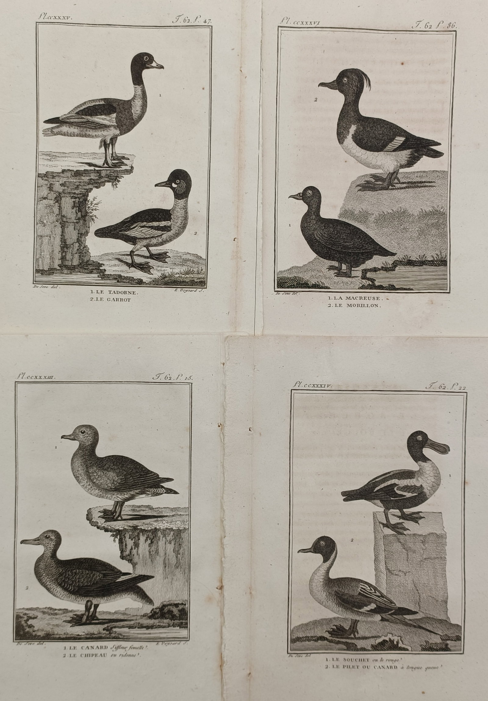 Georges-Louis Leclerc, Comte de Buffon – Set of 4: Studies of Waterfowl Species – France: "Le Tadorne, La Macreuse, Le Canard Siffleur, Le Souchet" presents a set of four eighteenth-century natural history studies showcasing various species of wild ducks and geese. The collection includes 