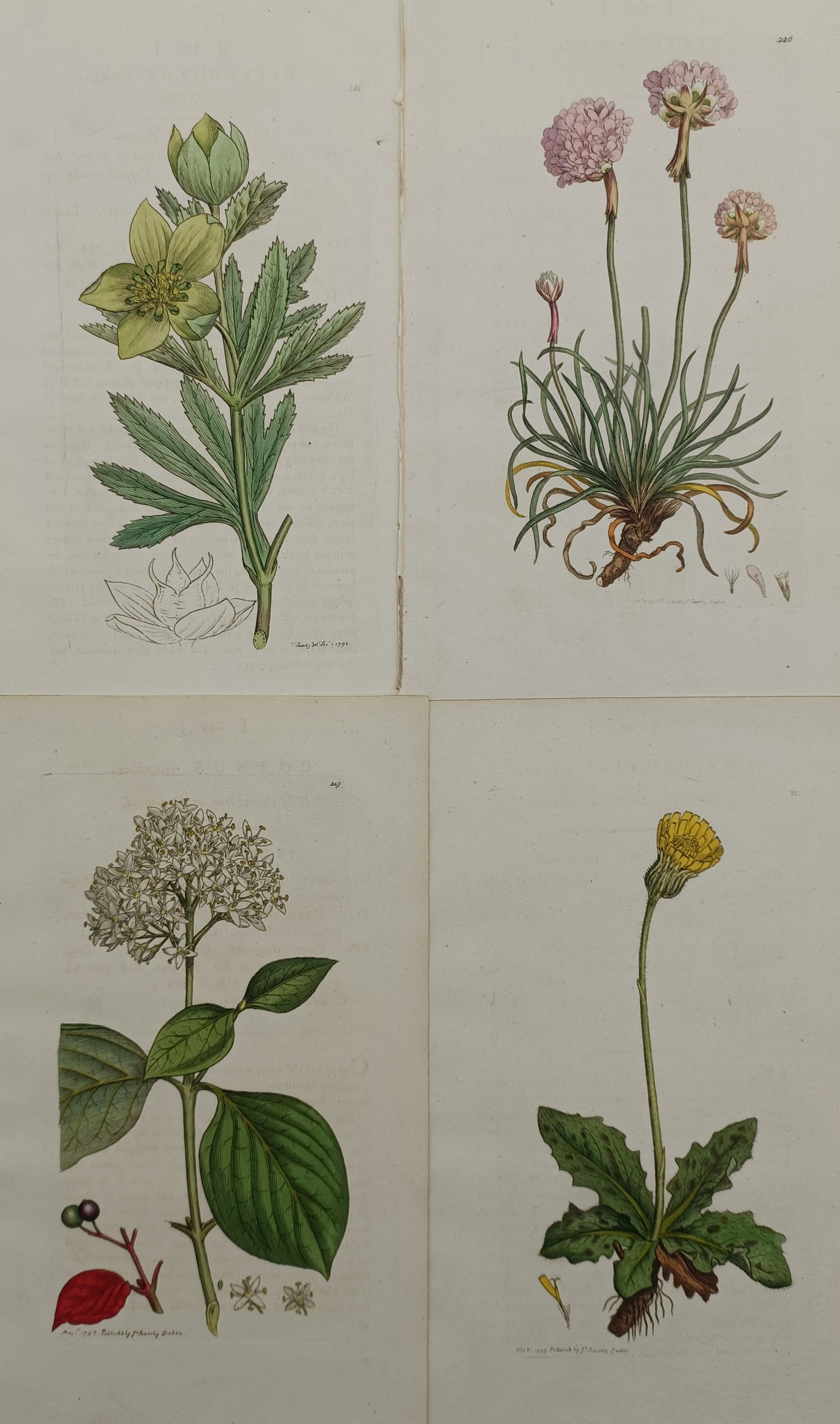 James Sowerby – Set of 4: British Botanical Studies – United Kingdom – Hand-coloured engraving (1 of 2)