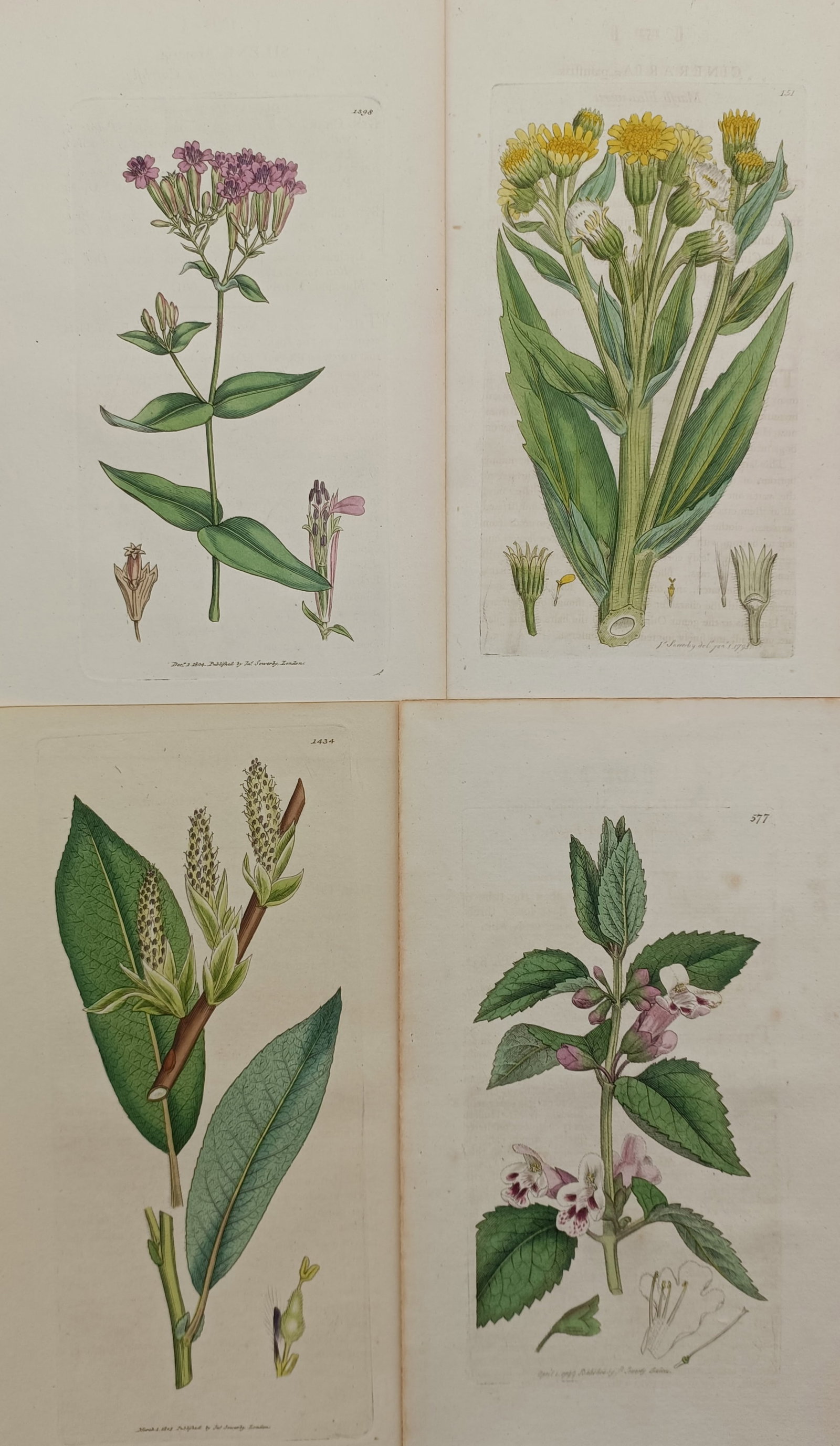 James Sowerby – Set of 4: English Botanical Studies – United Kingdom – Hand-coloured engraving (1 of 2)