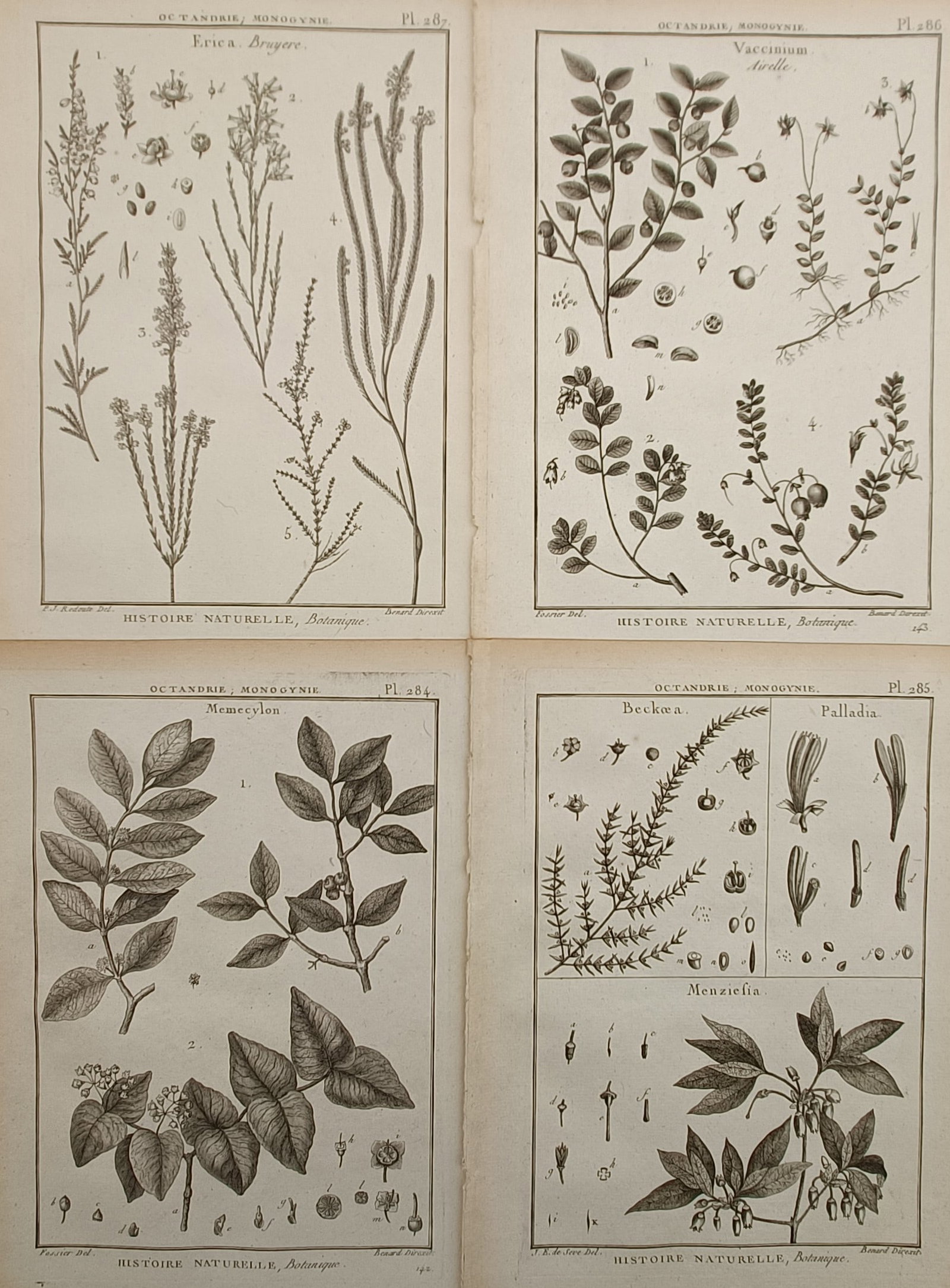 Robert Bénard – Set of 4: Technical Botanical Studies on Octandria Monogynia – France – (1 of 2)