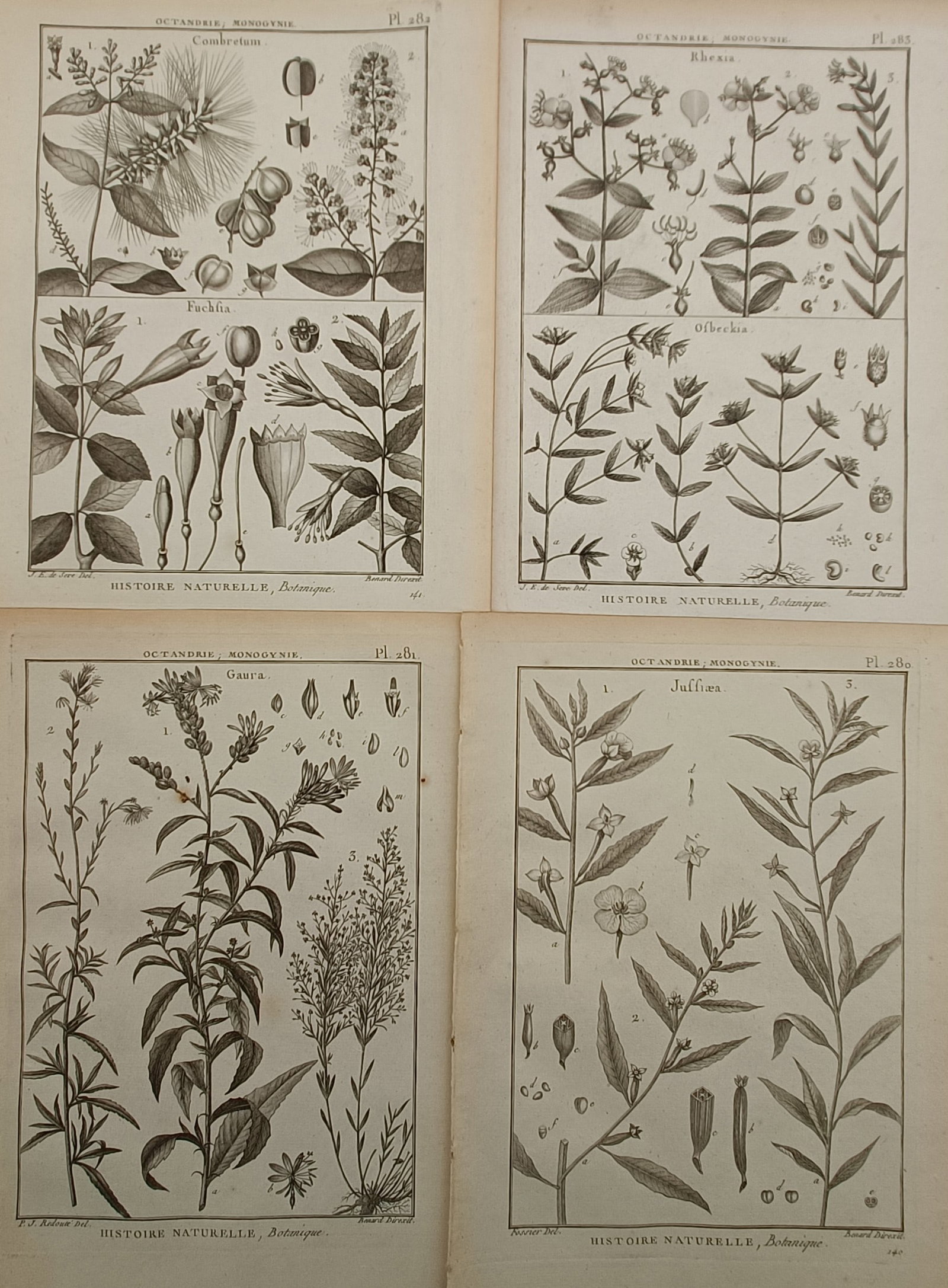 Robert Bénard – Set of 4: Technical Botanical Studies on Octandria Monogynia Flowering Plants – (1 of 2)