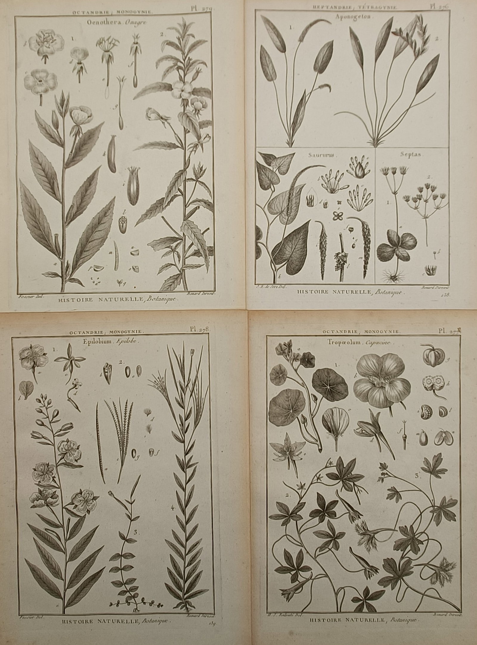 Robert Bénard – Set of 4: Technical Botanical Studies on Evening Primrose, Willowherb (1 of 2)
