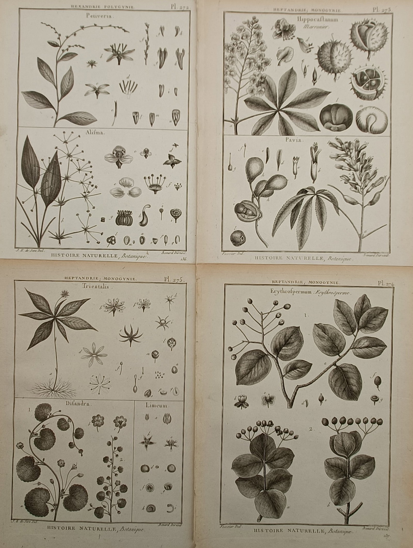 Robert Bénard – Set of 4: Technical Botanical Studies on Diverse Plant Classes – France – (1 of 2)