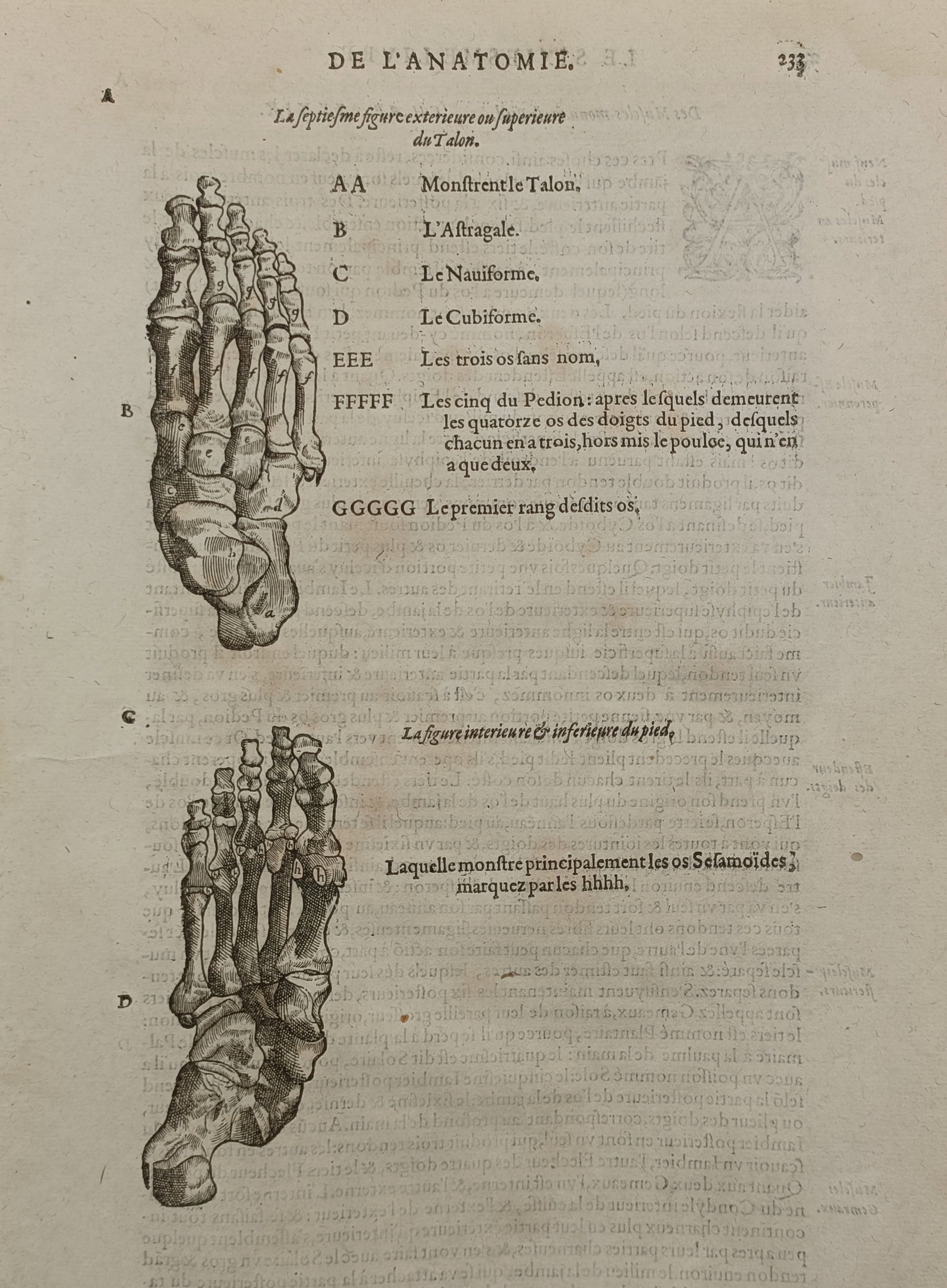 Ambroise Paré (1510–1590) – Osteological Studies of the Human Foot – Woodcut (1670): "De L'Anatomie" Antiquarian medical book sheet featuring detailed Renaissance-era anatomical illustrations of human skeletal structures, displaying two distinct views of the human foot including the s