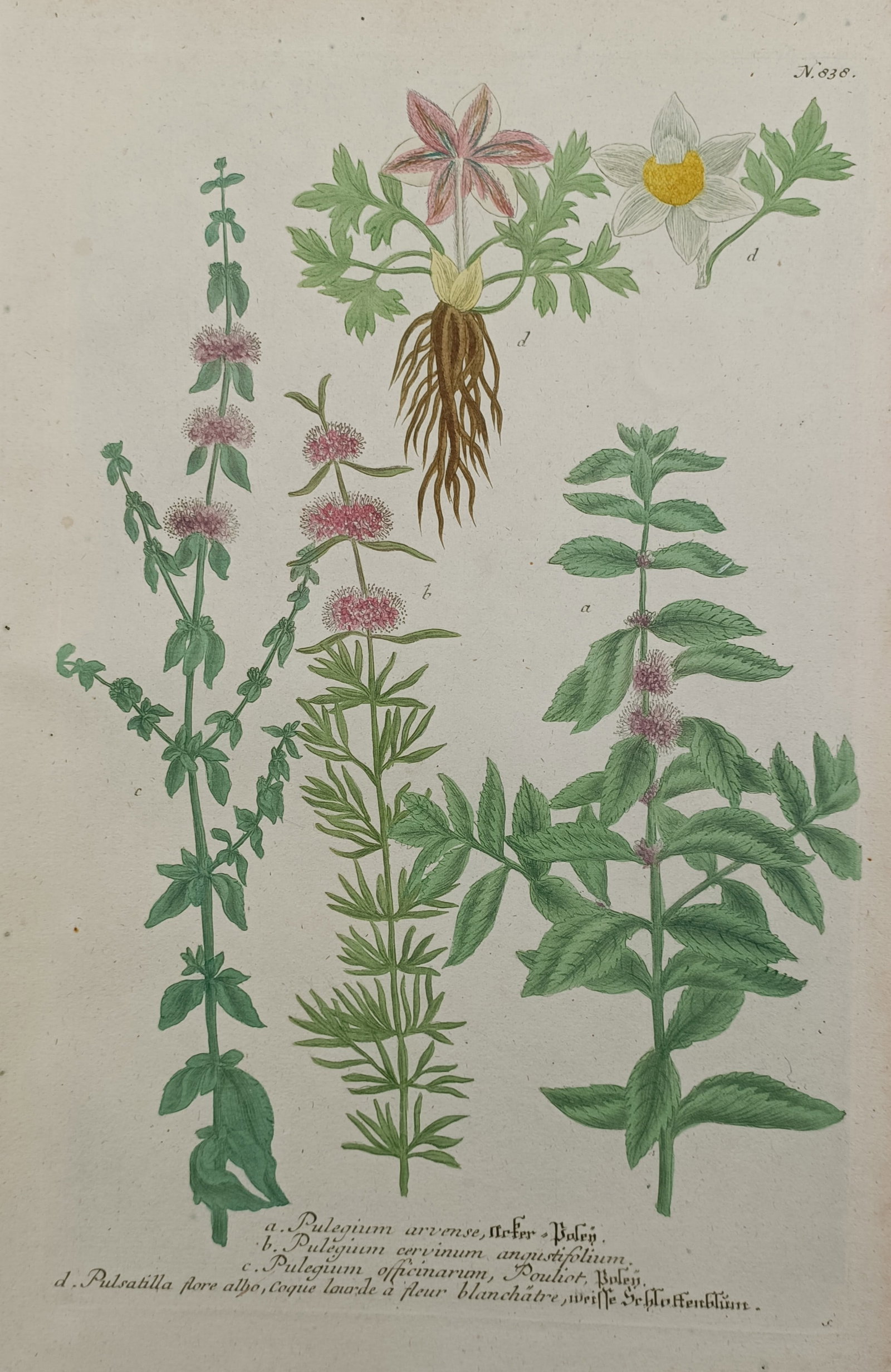 Johann Wilhelm Weinmann – Botanical Study of Pennyroyal Mint and Pasqueflower Species (1 of 2)