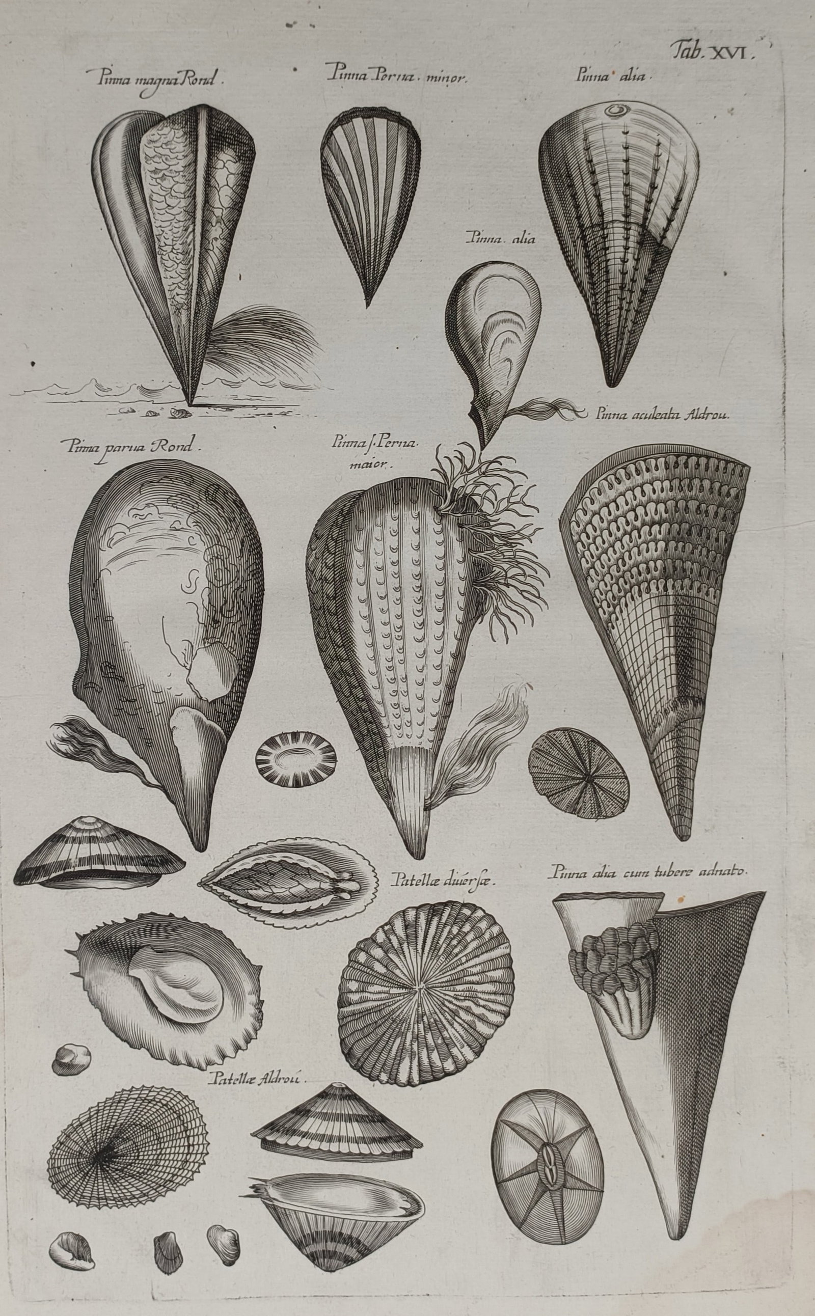 John Jonston (1603–1675) – Conchological Study of Pinna Shells and Marine Bivalves – Engraving (1 of 2)