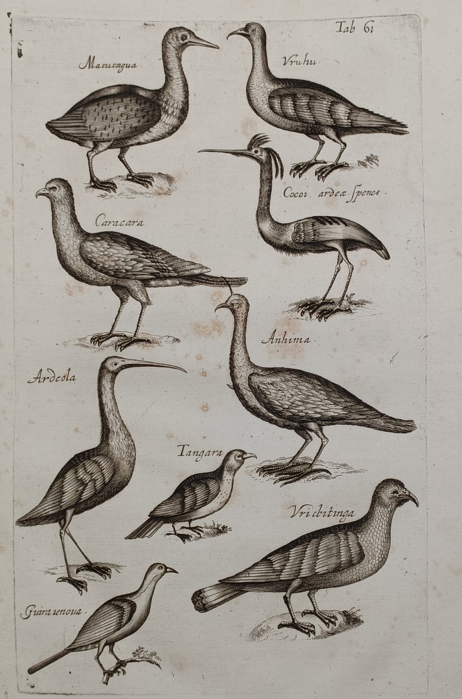John Jonston (1603–1675) – Ornithological Study of Exotic and Water Bird Species – Engraving (1 of 2)